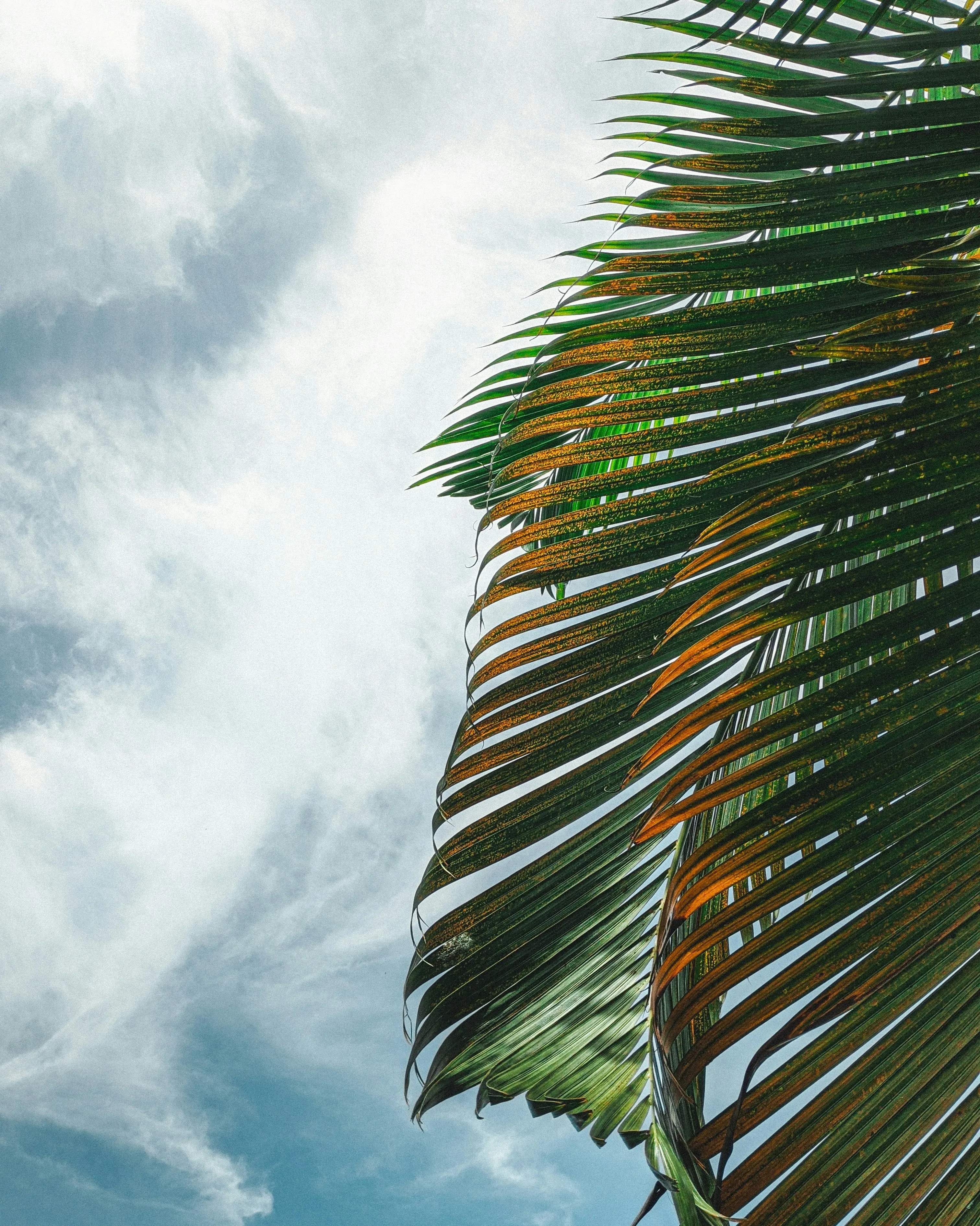Palm Tree Leaves Against Blue Sky and White Clouds Image