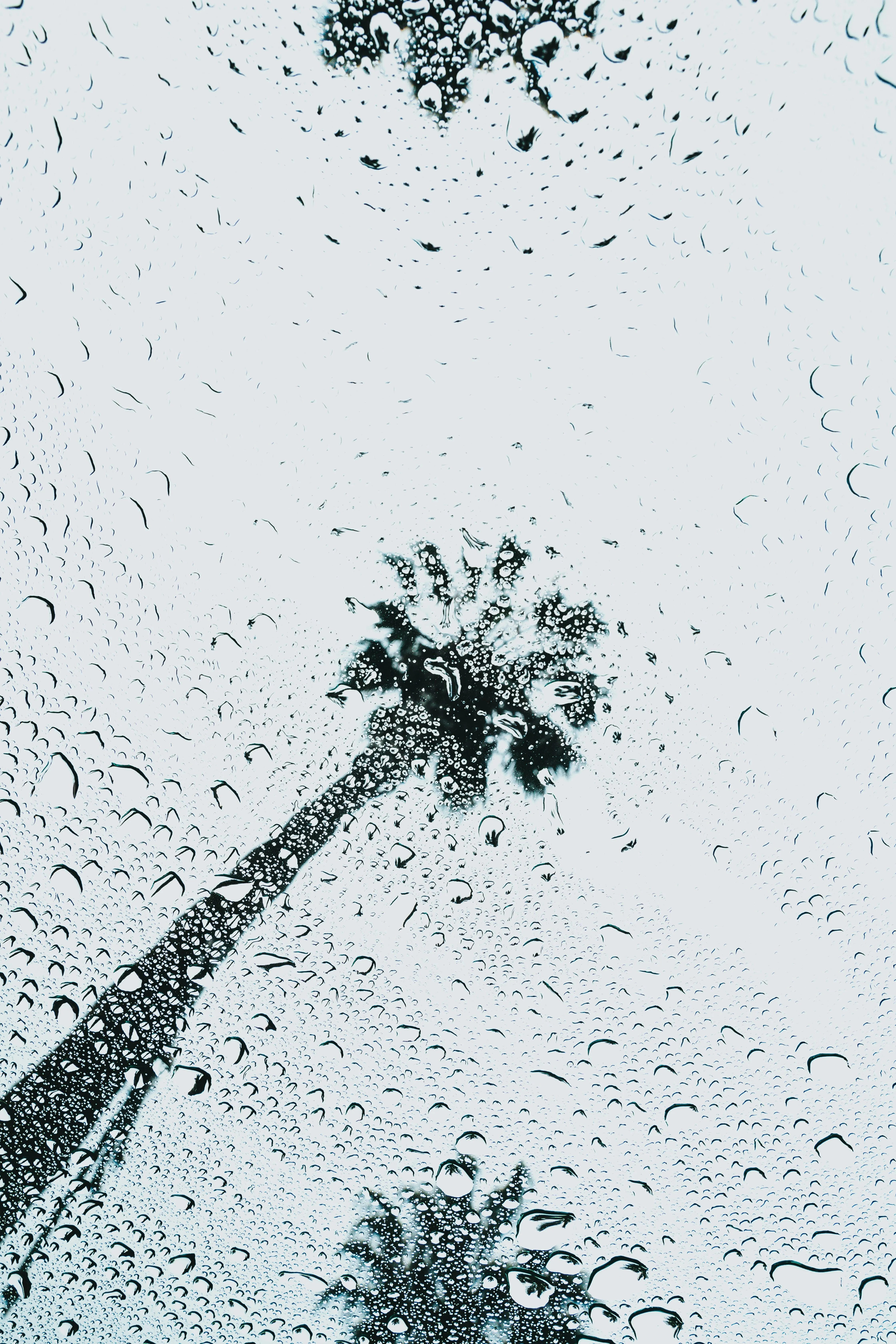 Palm Tree Swaying in Storm with Diagonal Rain Streaks