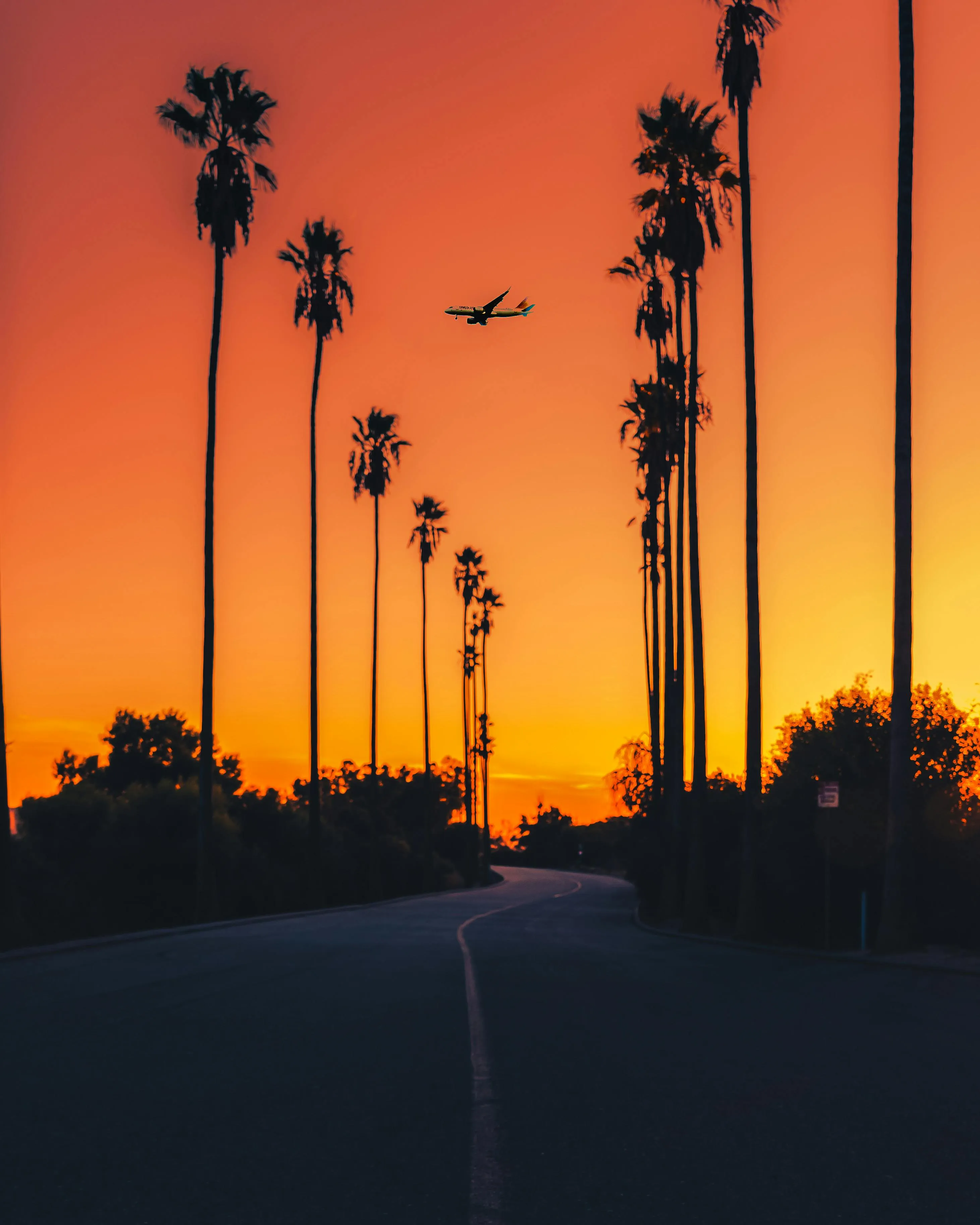 Palm Trees and Sunset Sky with Silhouetted Clouds Wallpaper