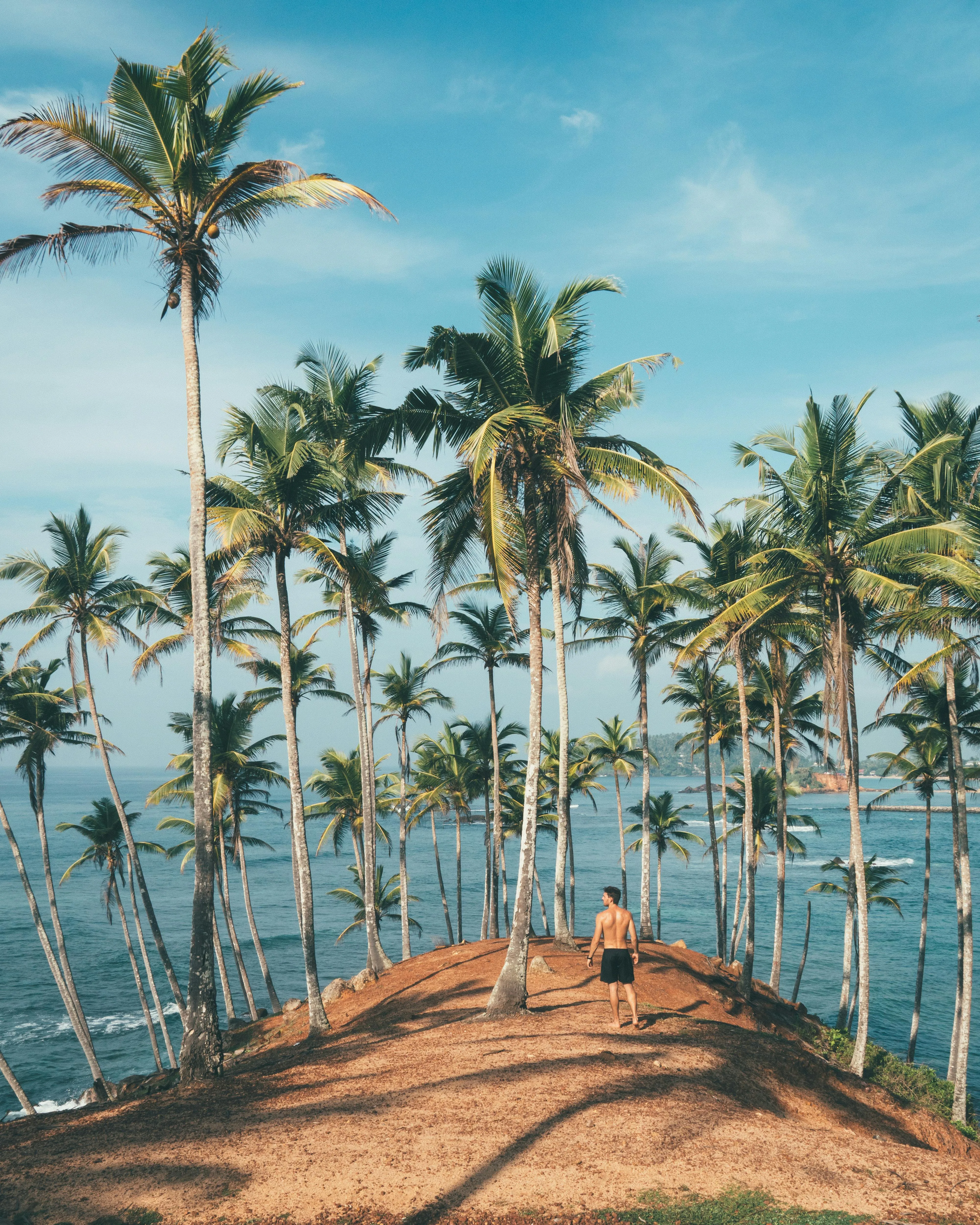 Palm Trees on Cliff Edge Under Clear Tropical Sky Wallpaper