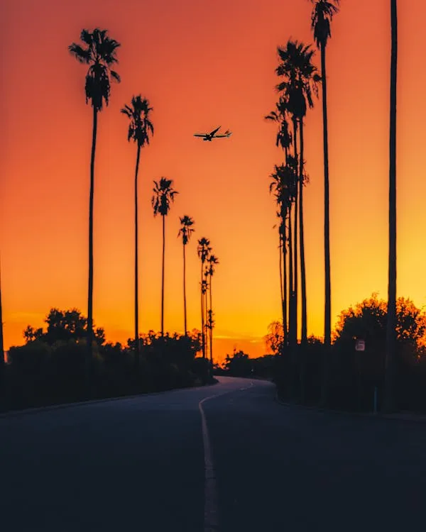 Palm Trees Silhouetted Against Vibrant Orange Sunset