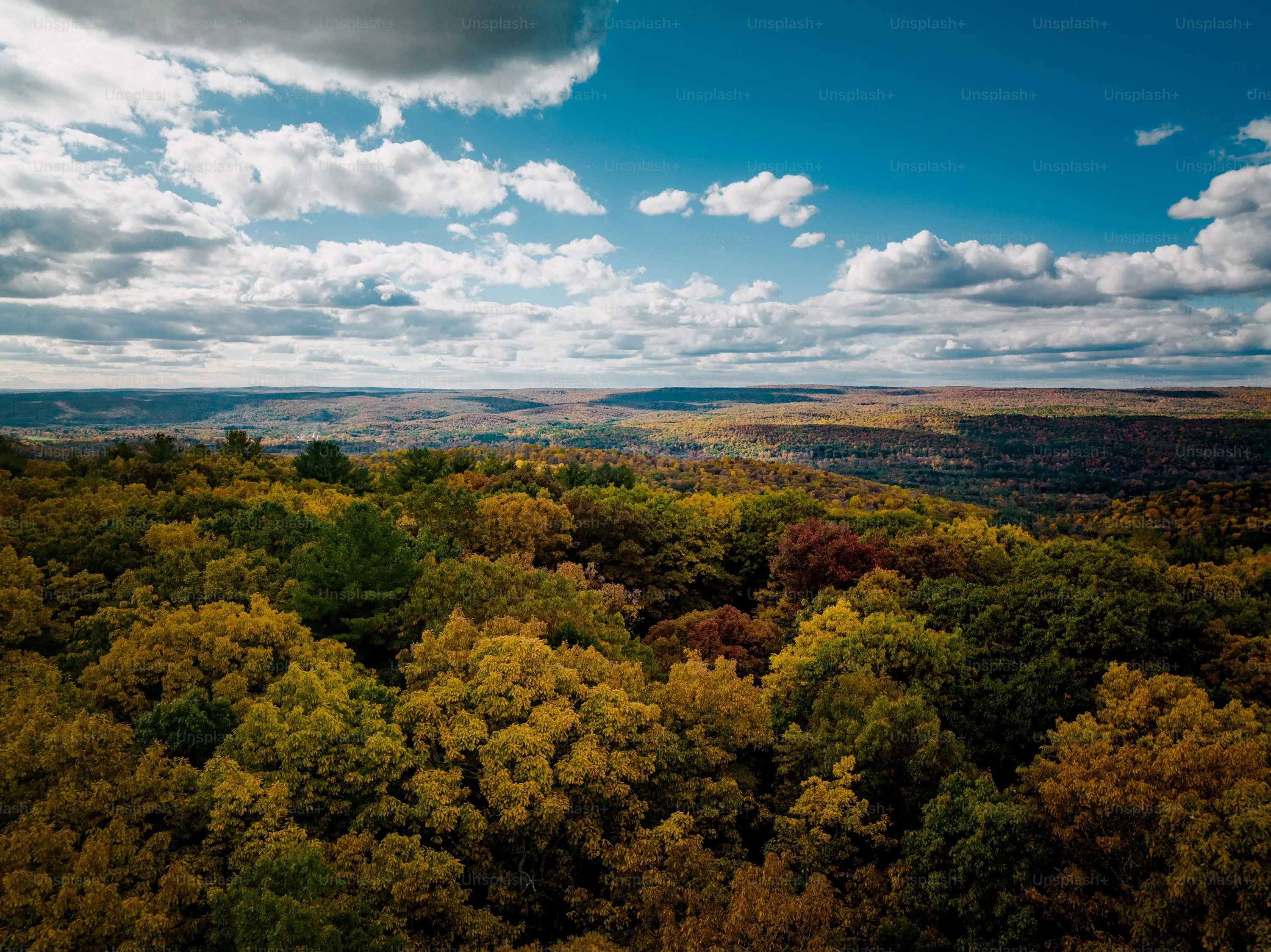Panoramic Landscape View with Trees and Autumn Colored Sky