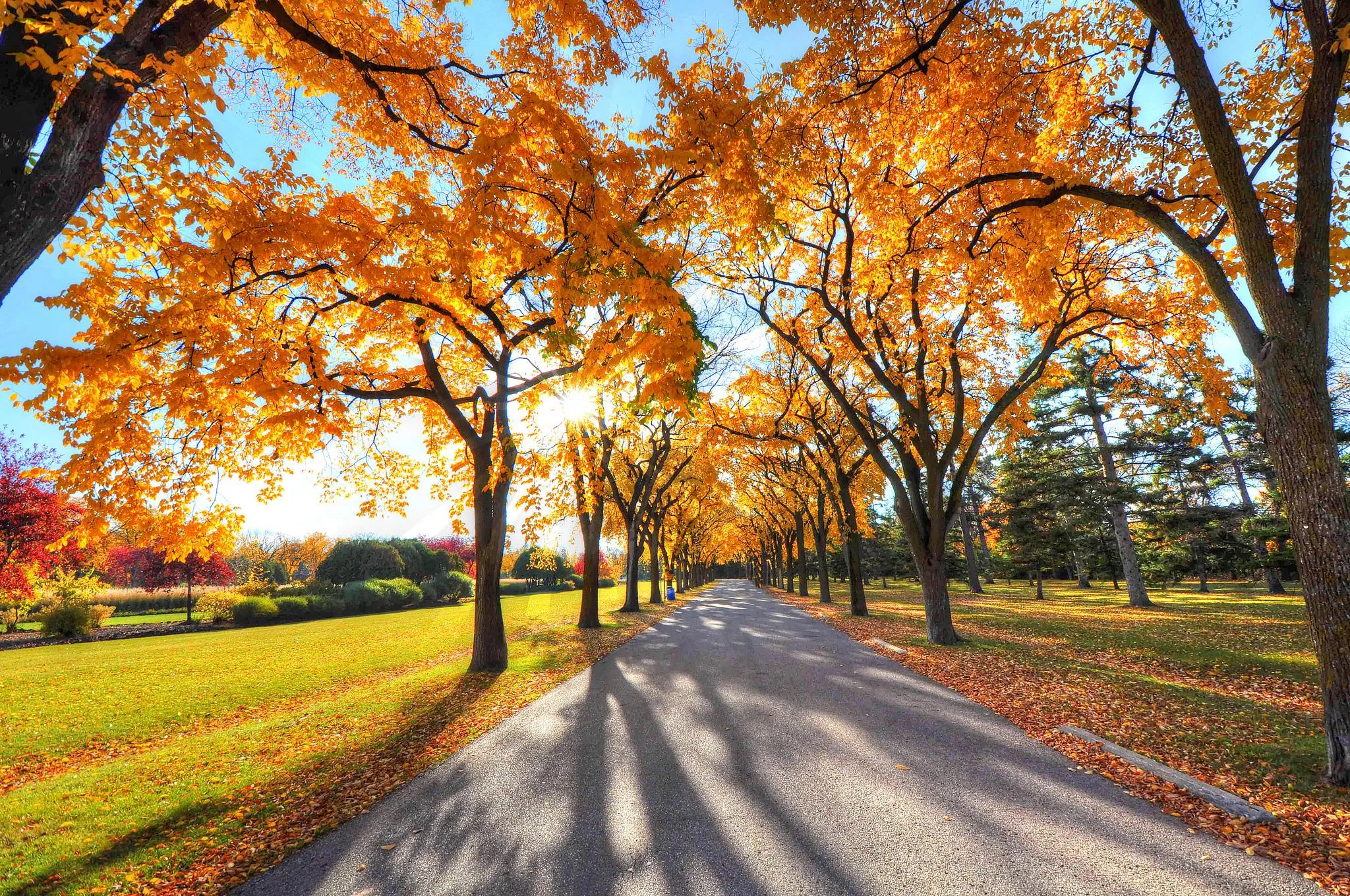 Park trail covered in orange autumn leaves and trees