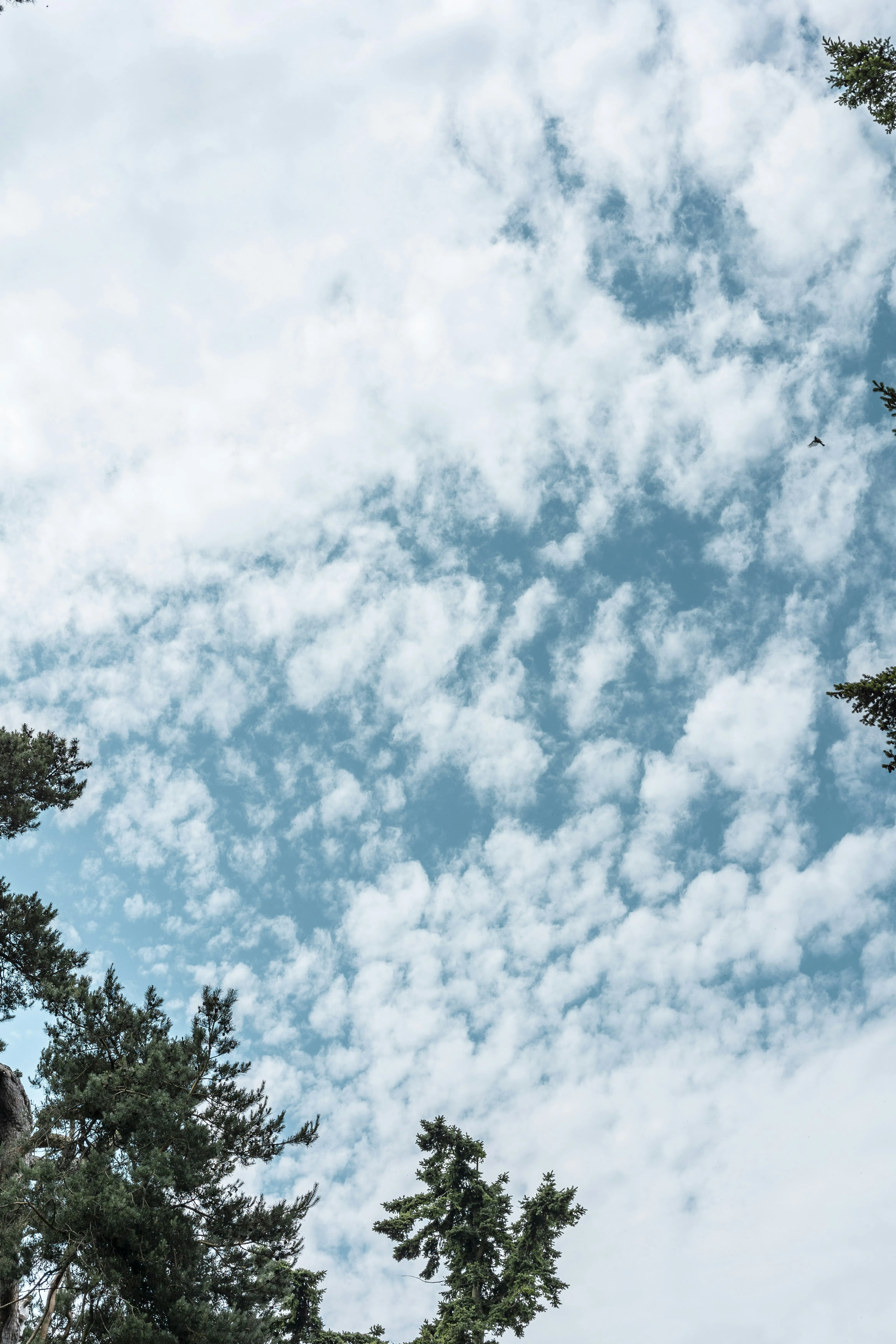 Partially Cloudy Blue Sky with Green Trees Below on a Clear Day
