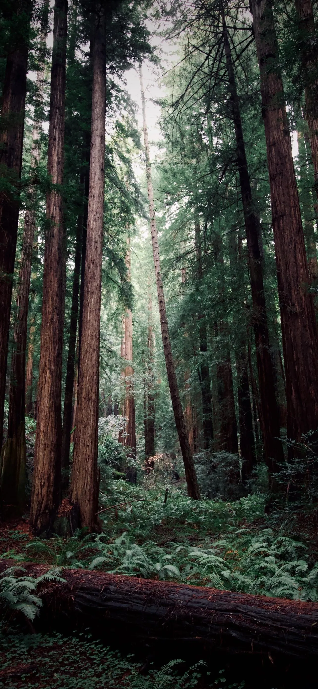 Path Through Towering Redwood Trees in Dense Forest