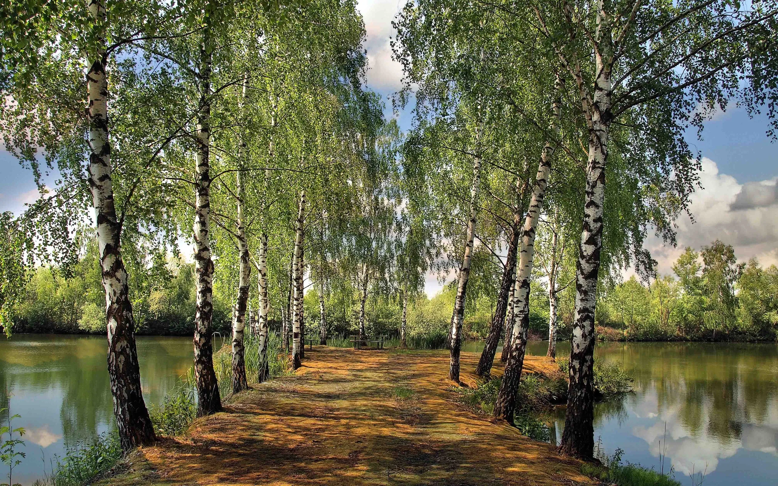 Pathway Lined with Birch Trees Beside a Calm Forest River