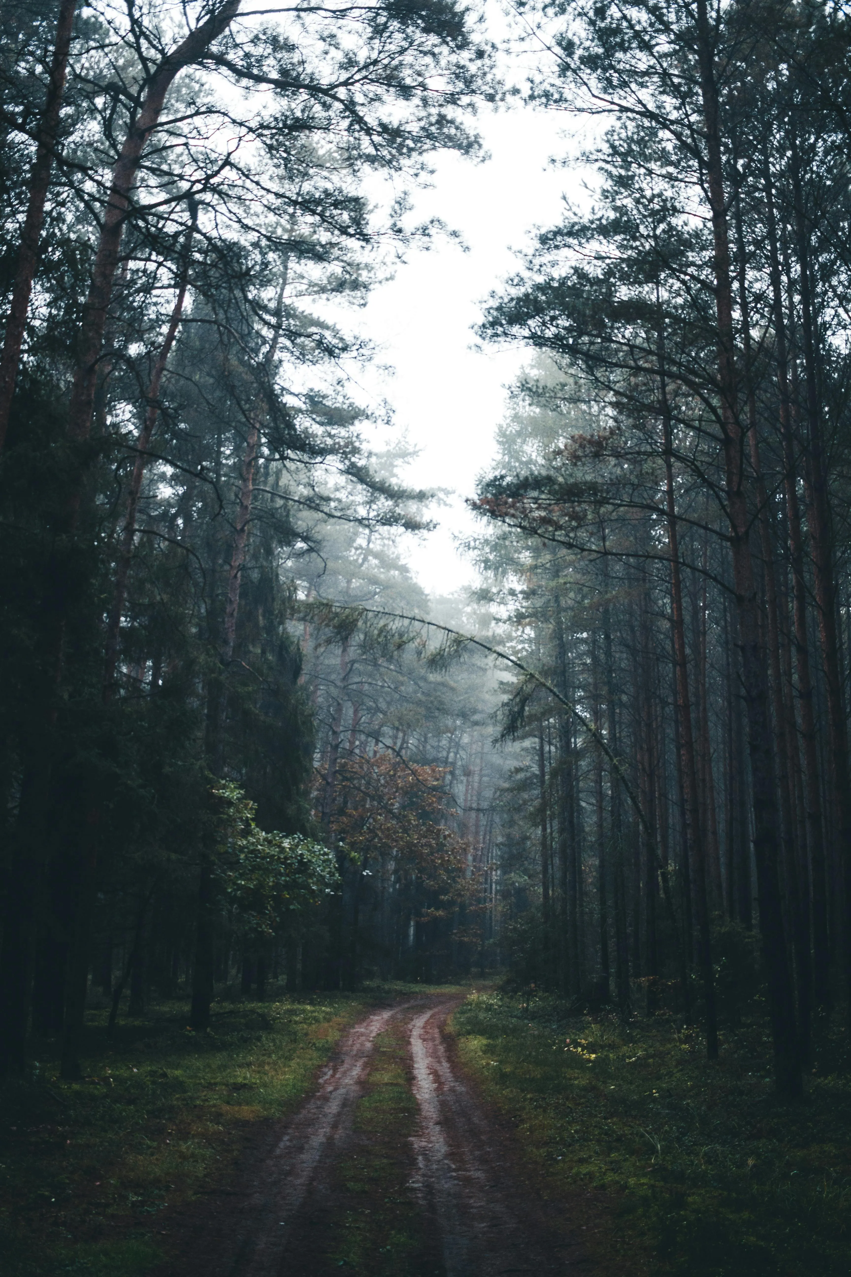 Pathway Through a Dense Foggy Pine Forest with Tall Trees