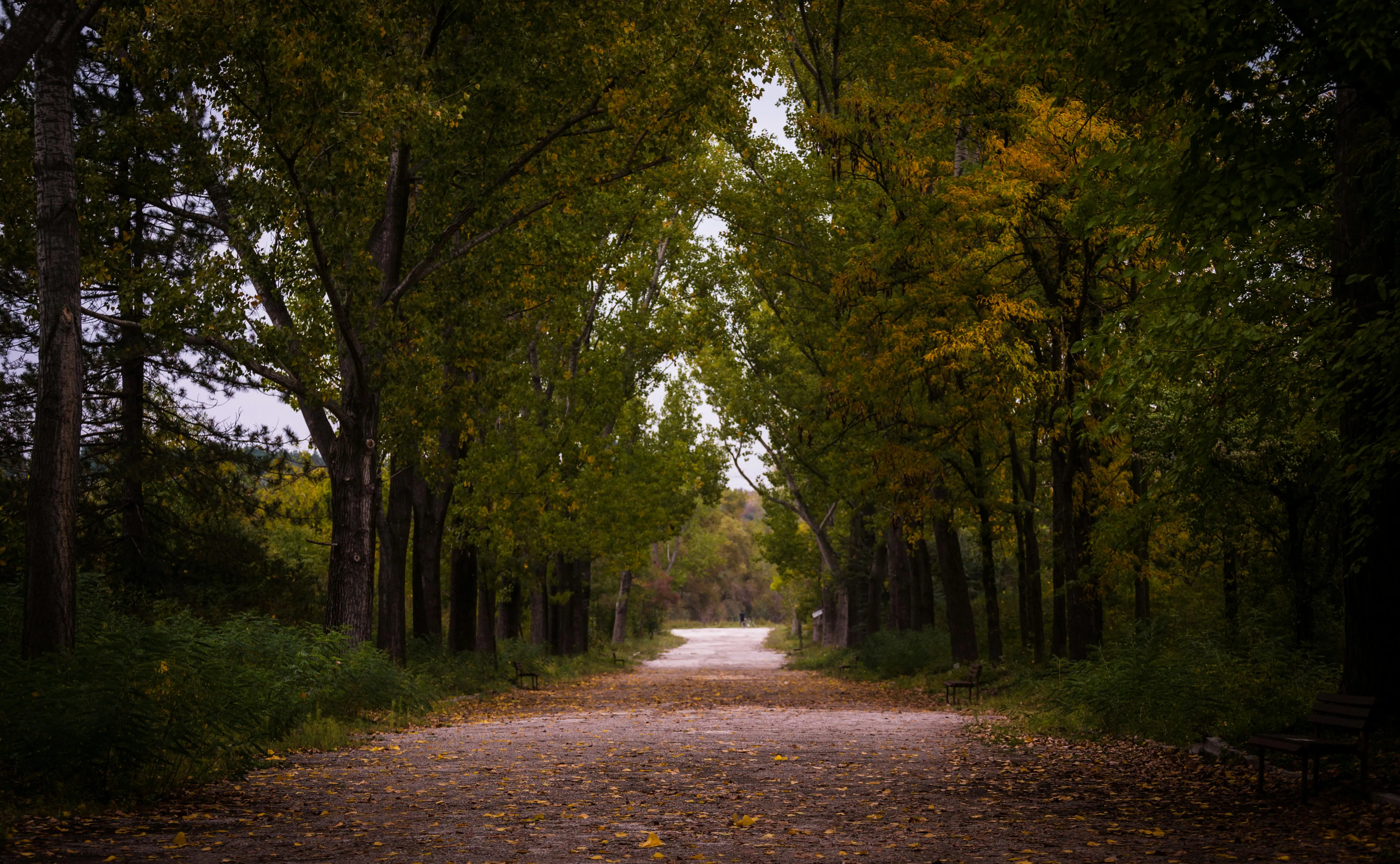 Pathway Through Tall Trees with Autumn Colored Leaves