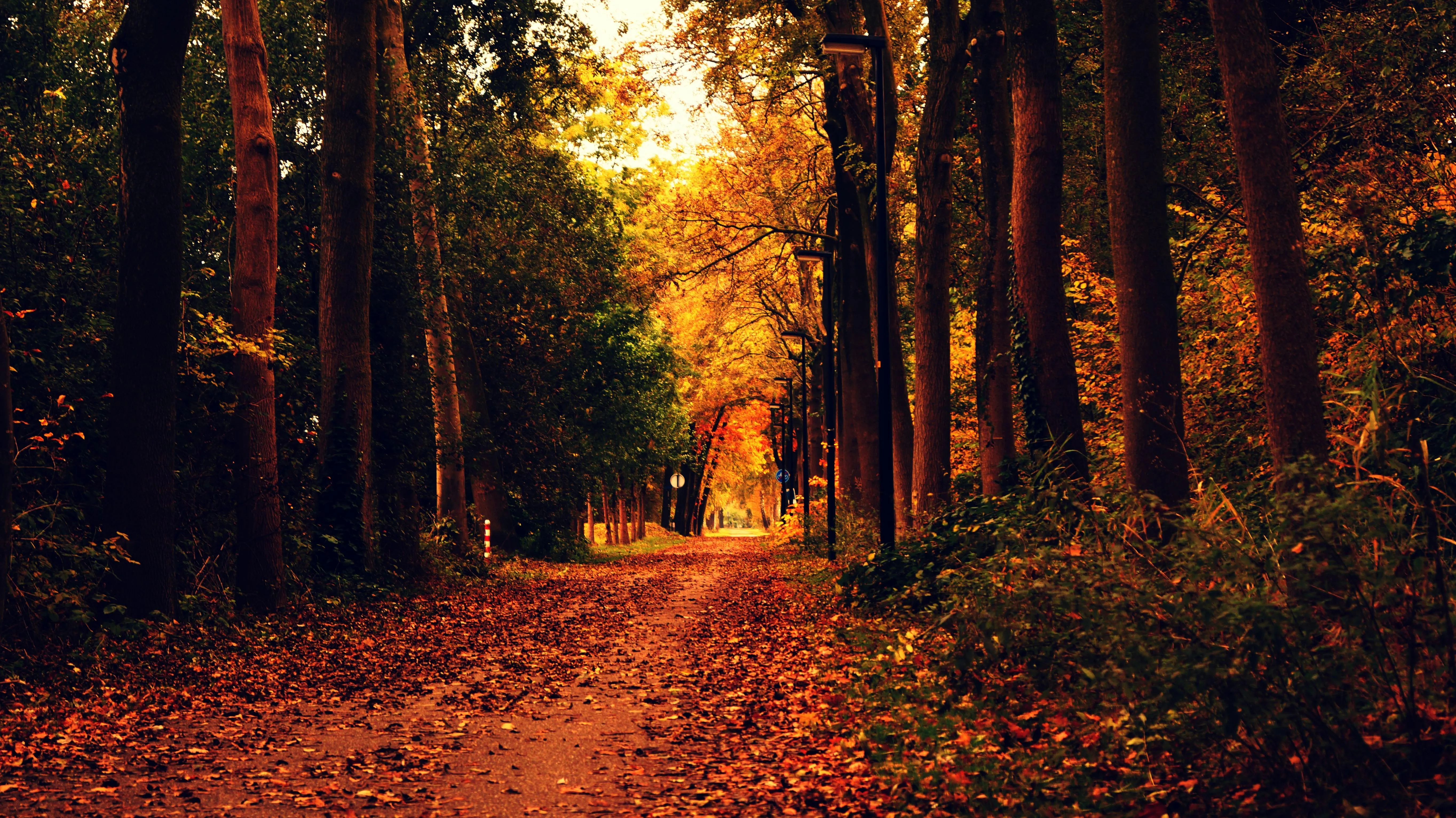 Peaceful Autumn Trail Lined with Tall Trees and Red Leaves