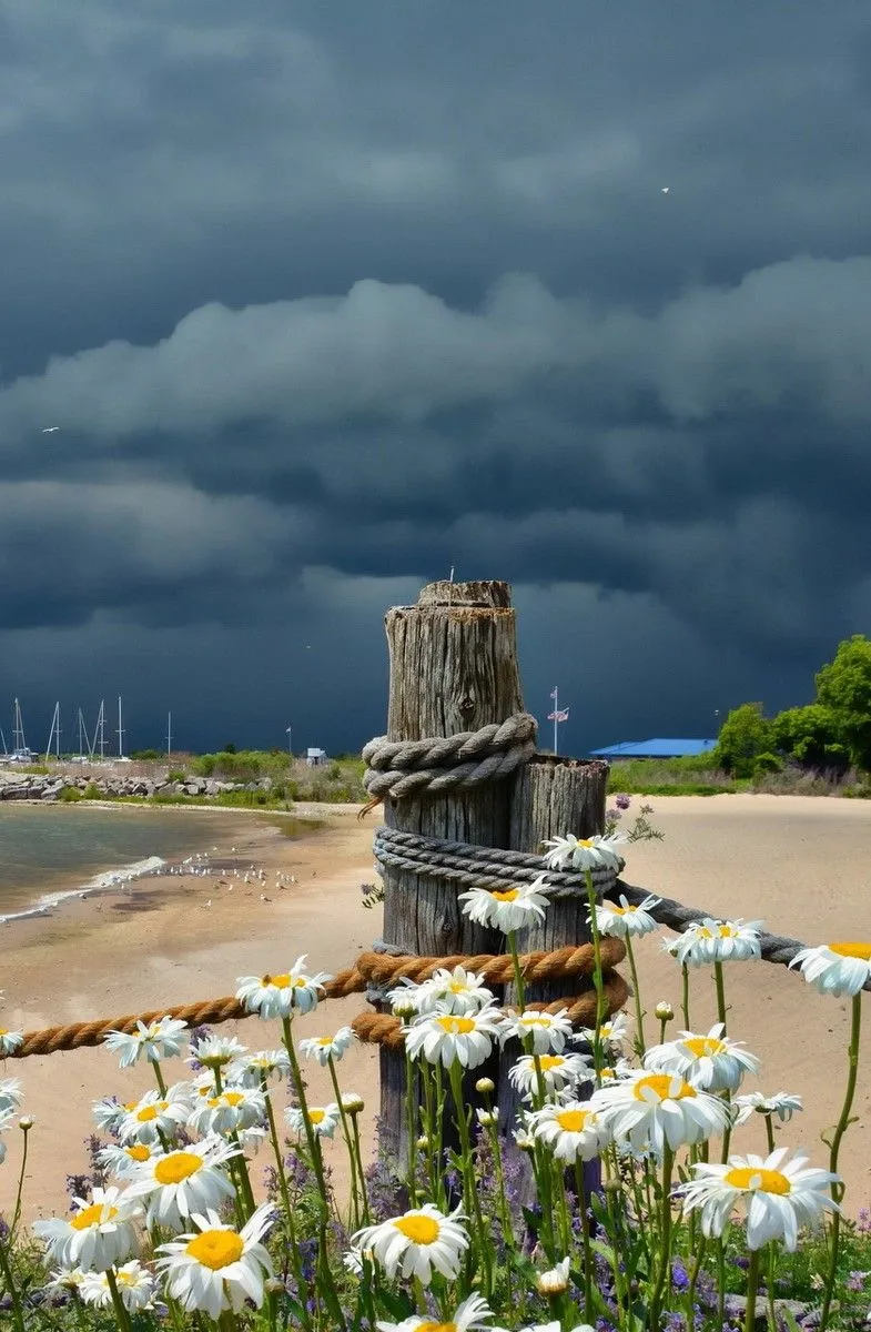 Peaceful Beach Scene with Daisies and Storm Clouds Image
