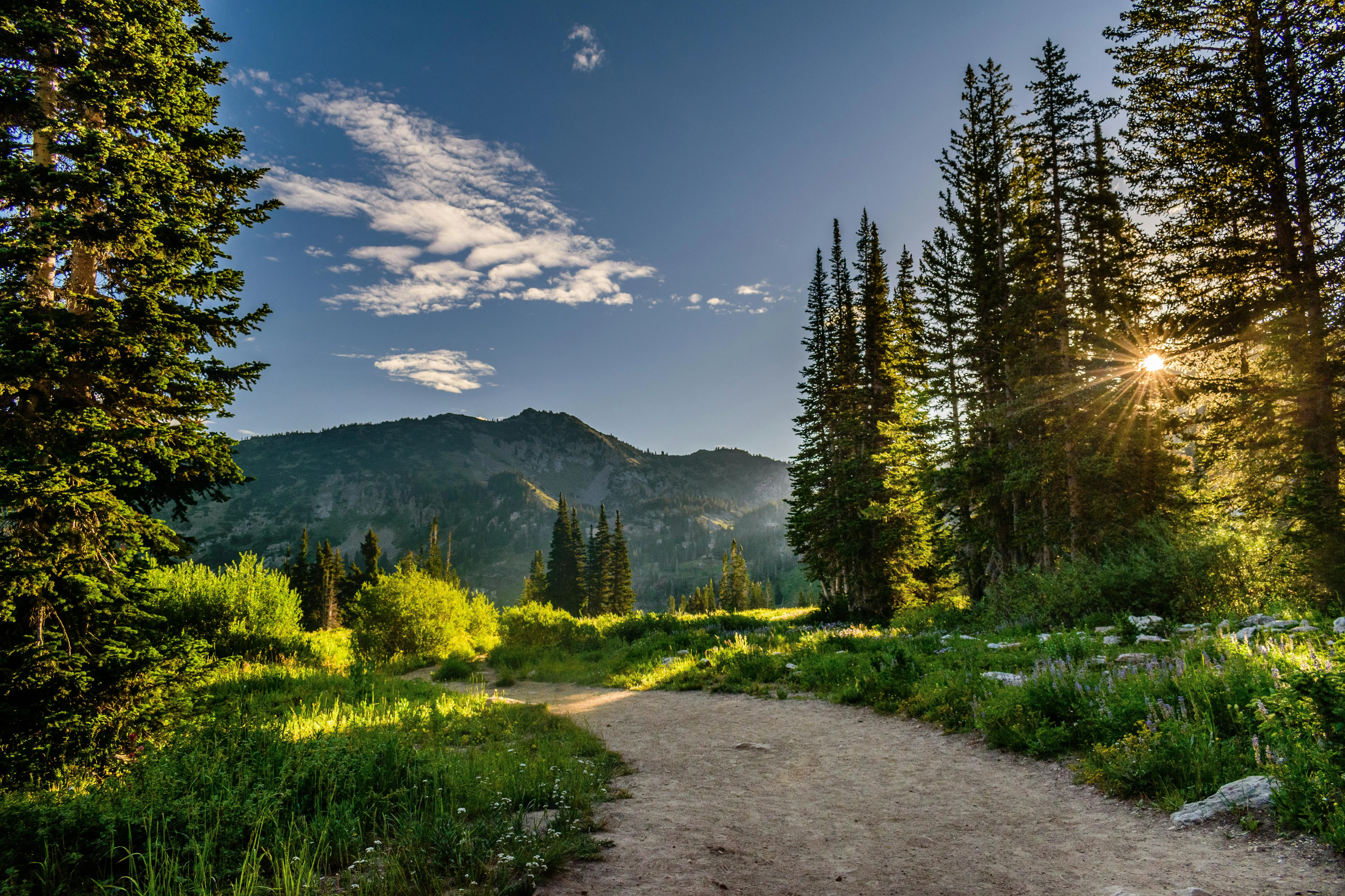 Peaceful Dirt Trail Through Green Forest with a Mountain