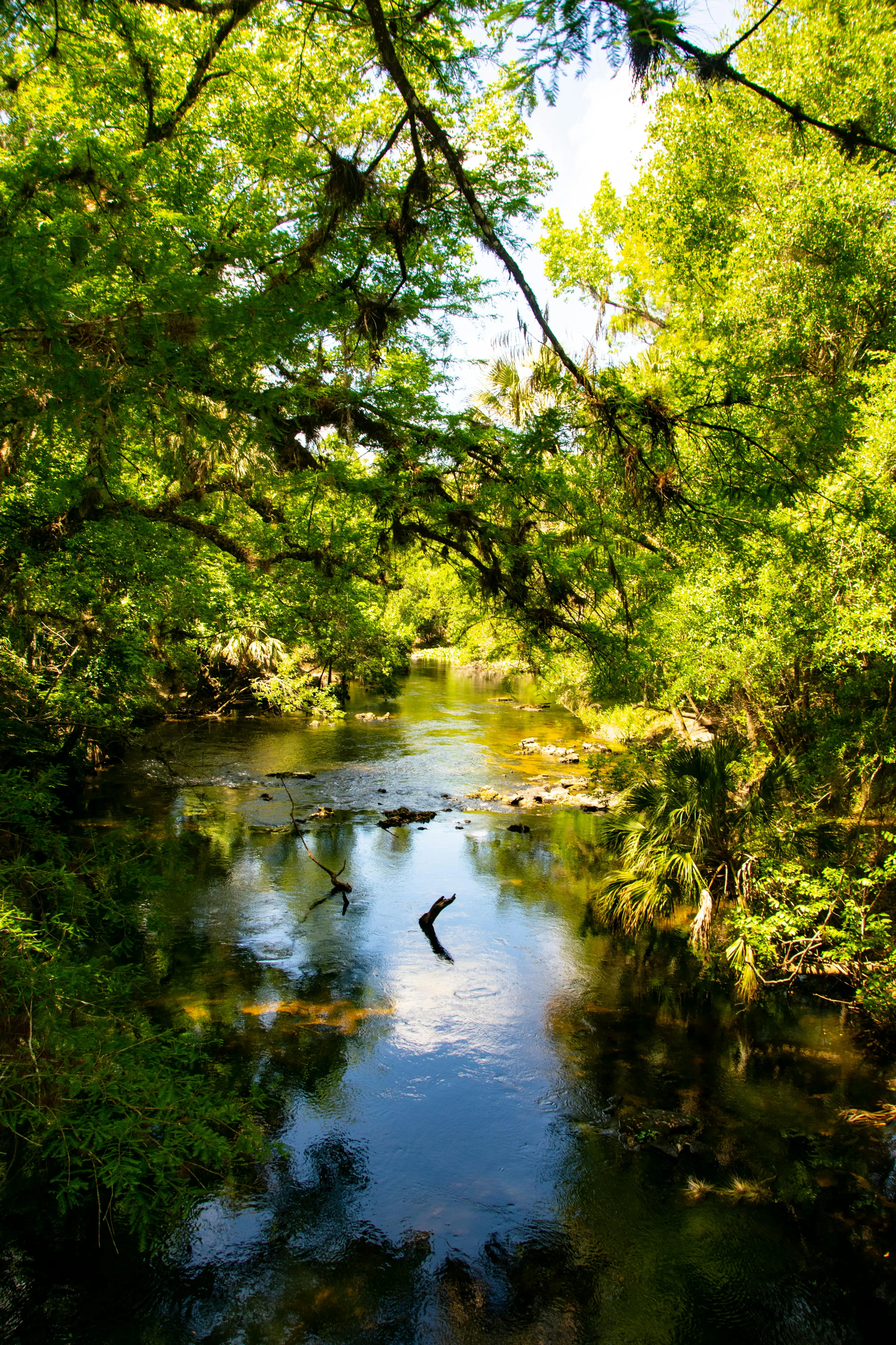 Peaceful Forest Stream Reflecting Trees and Golden Light