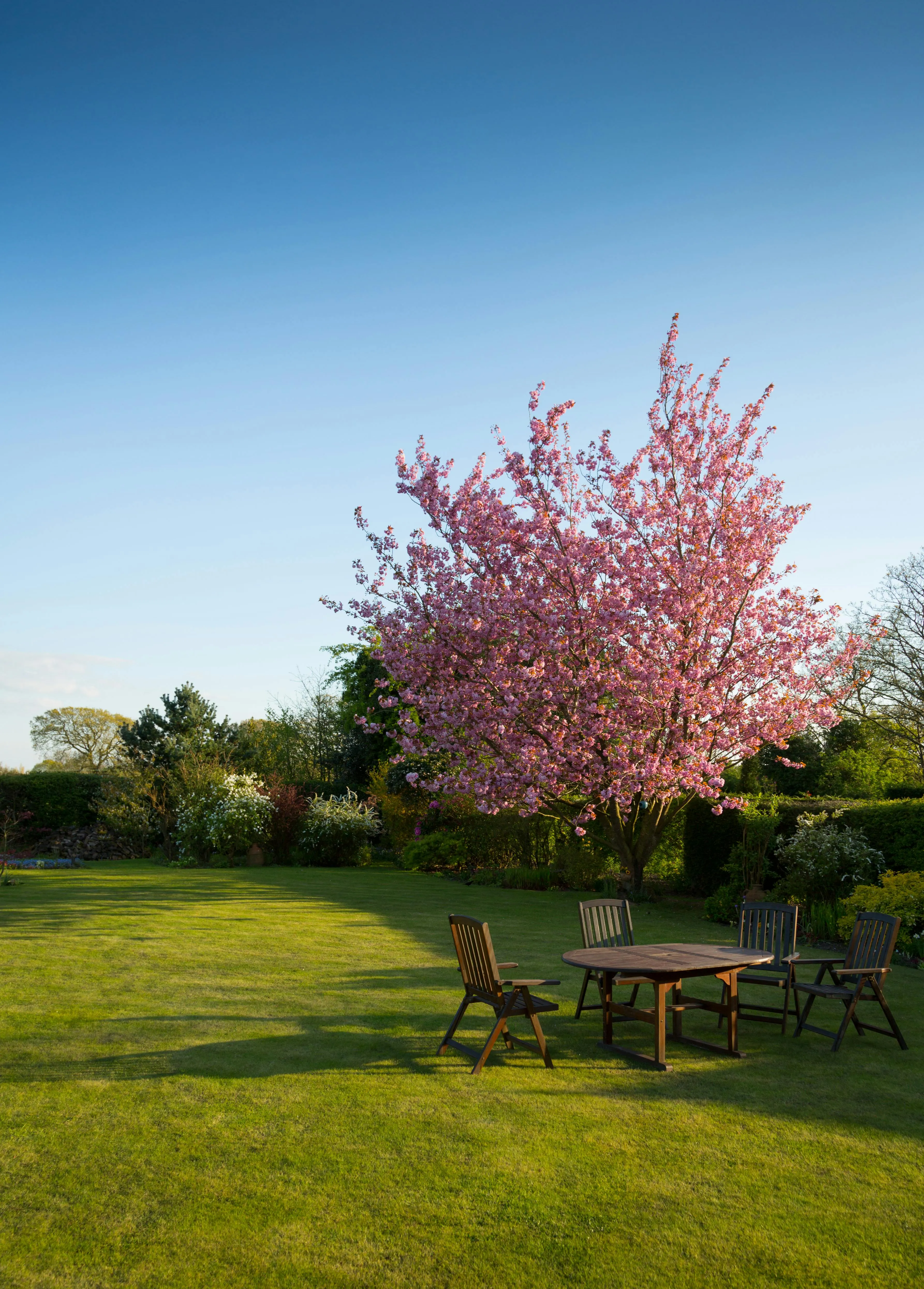 Peaceful Garden with Blossoming Tree and Green Grass