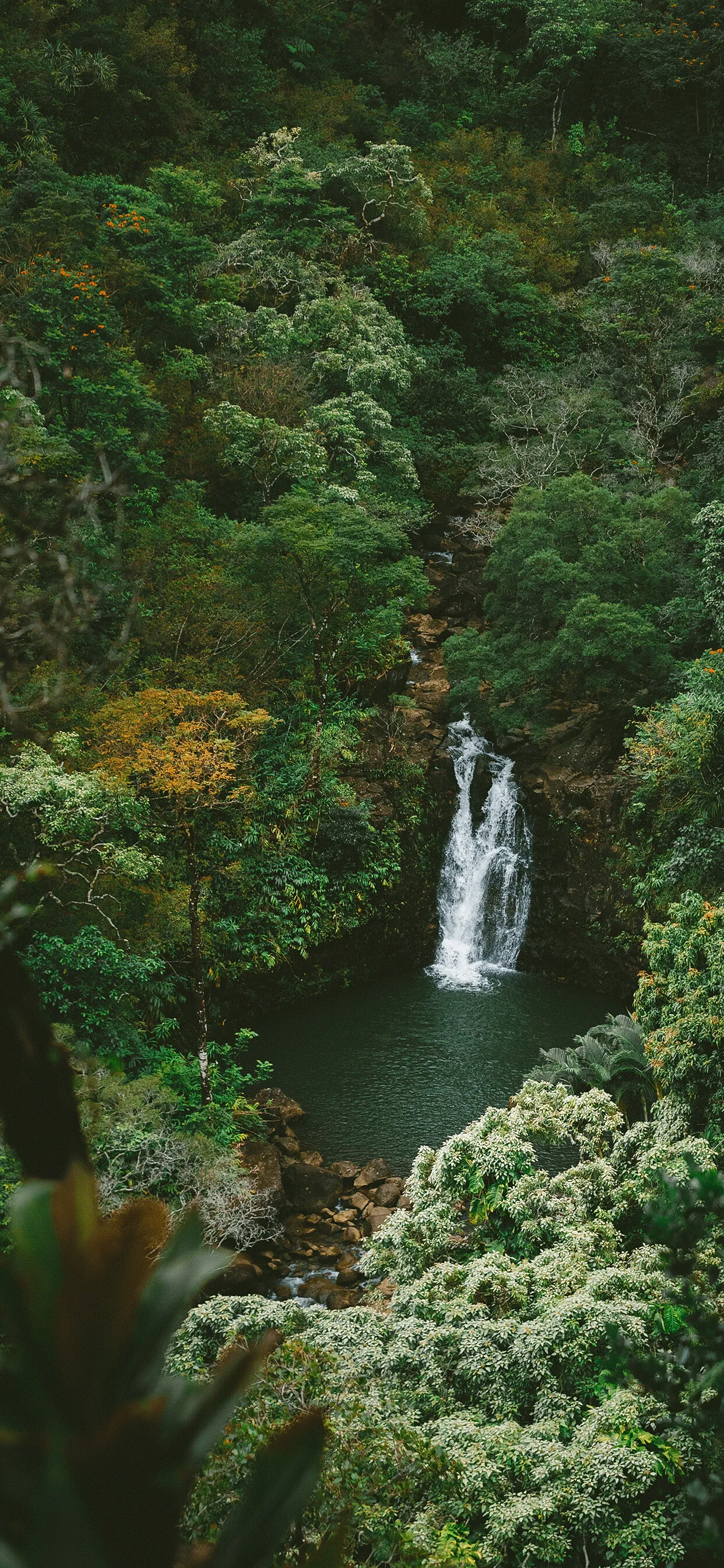 Peaceful Jungle Waterfall Flowing Into a Clear Round Pool
