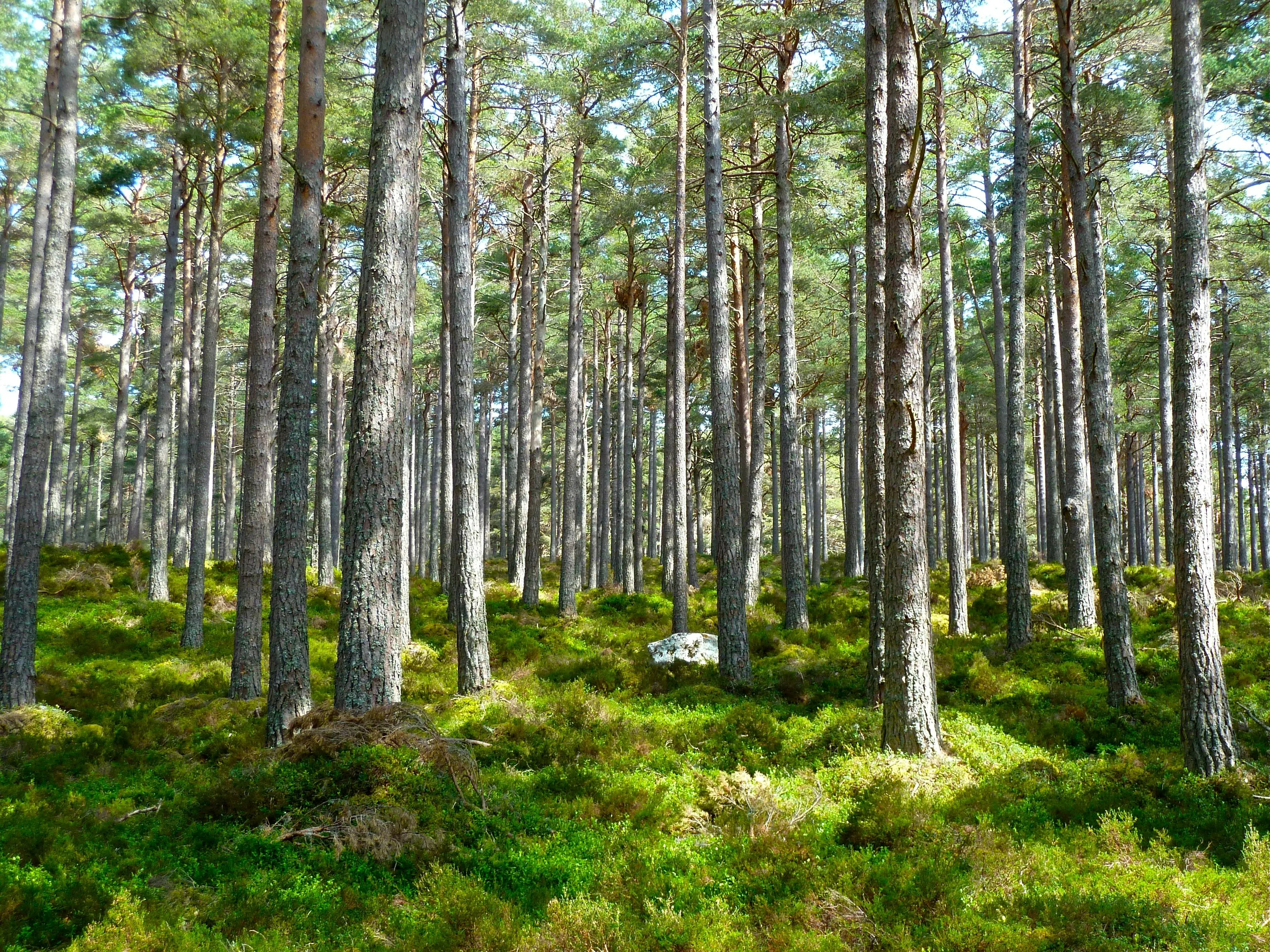 Peaceful Sunlit Pine Forest with a Green Grassy Field