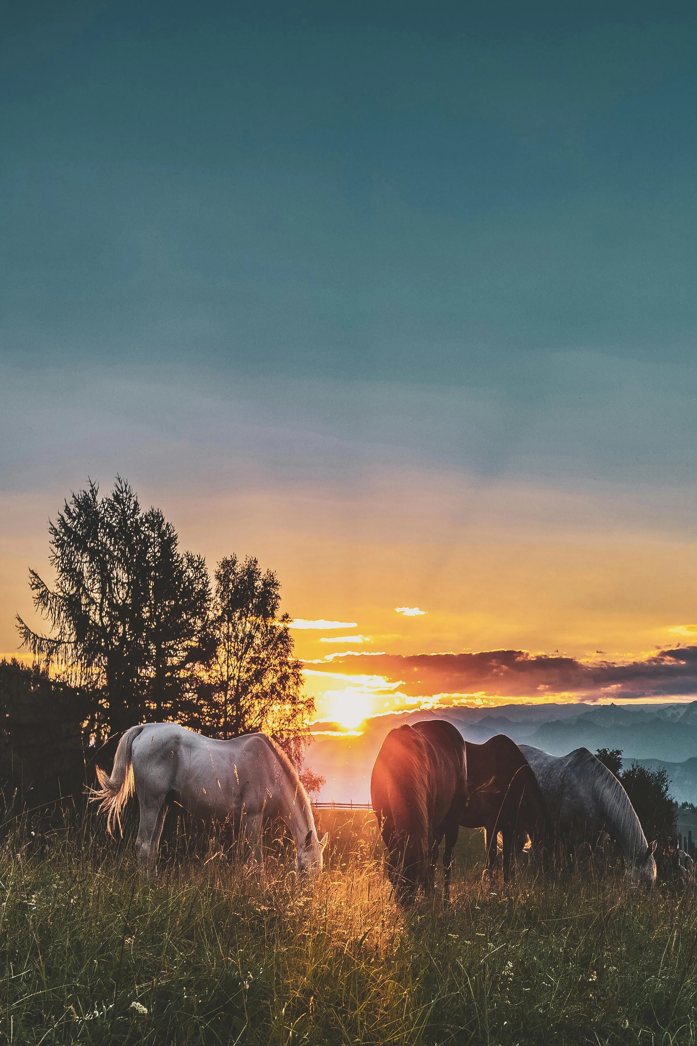 Peaceful Sunset Over the Pasture with Grazing Horses