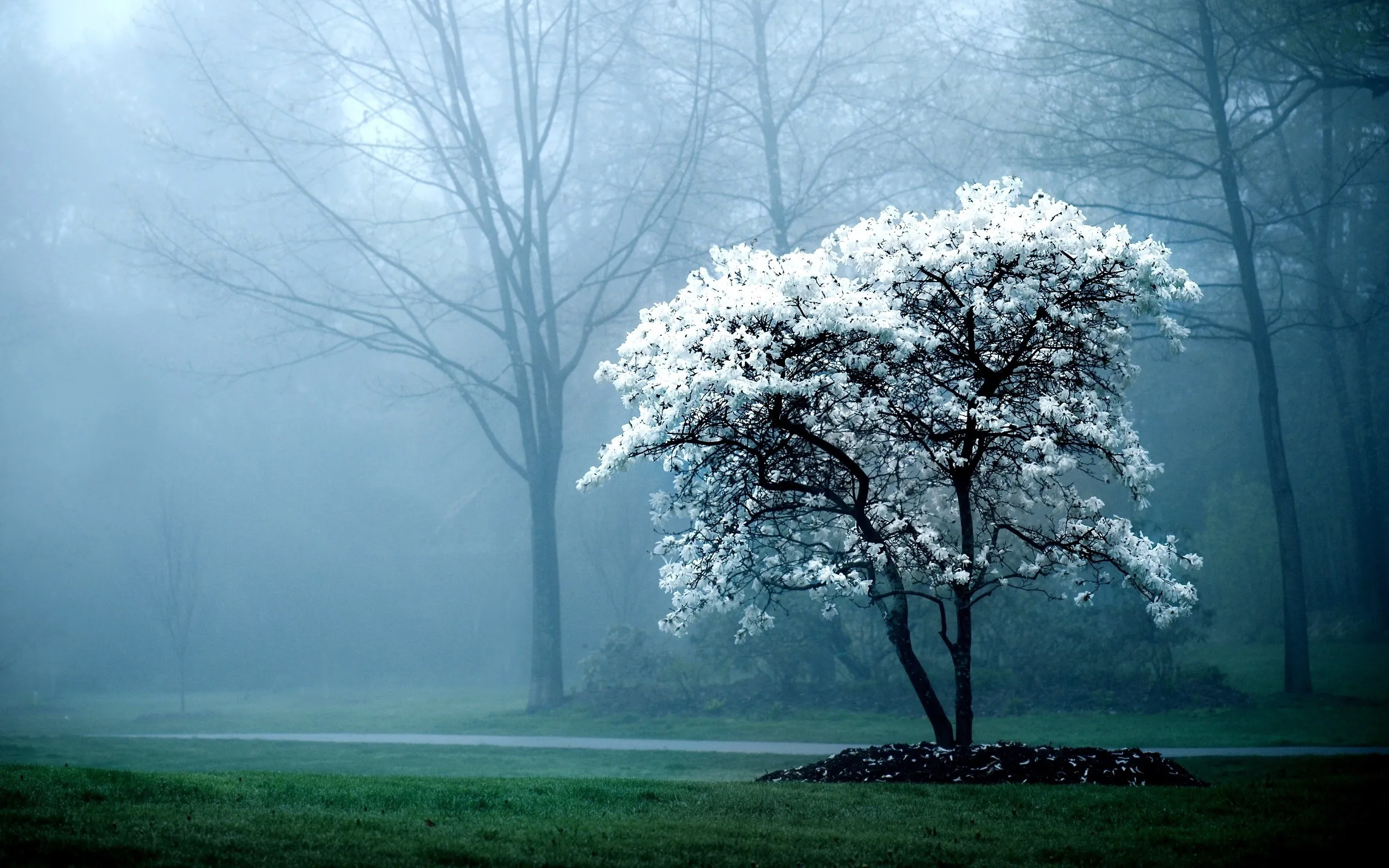 Peaceful Winter Morning with Snow Covered Tree and Fog