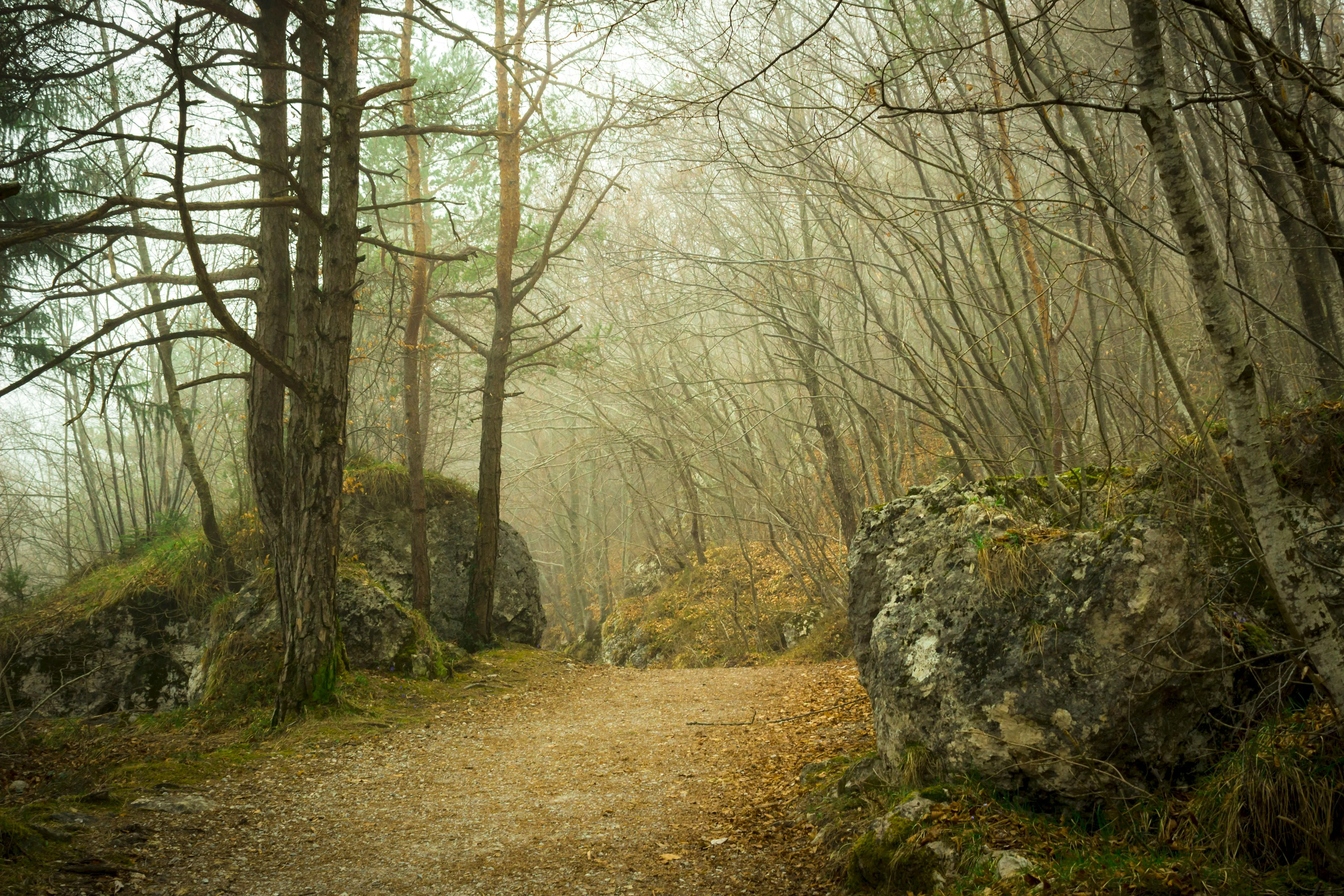 Peaceful Woodland Path Bathed in Morning Mist and Sunlight
