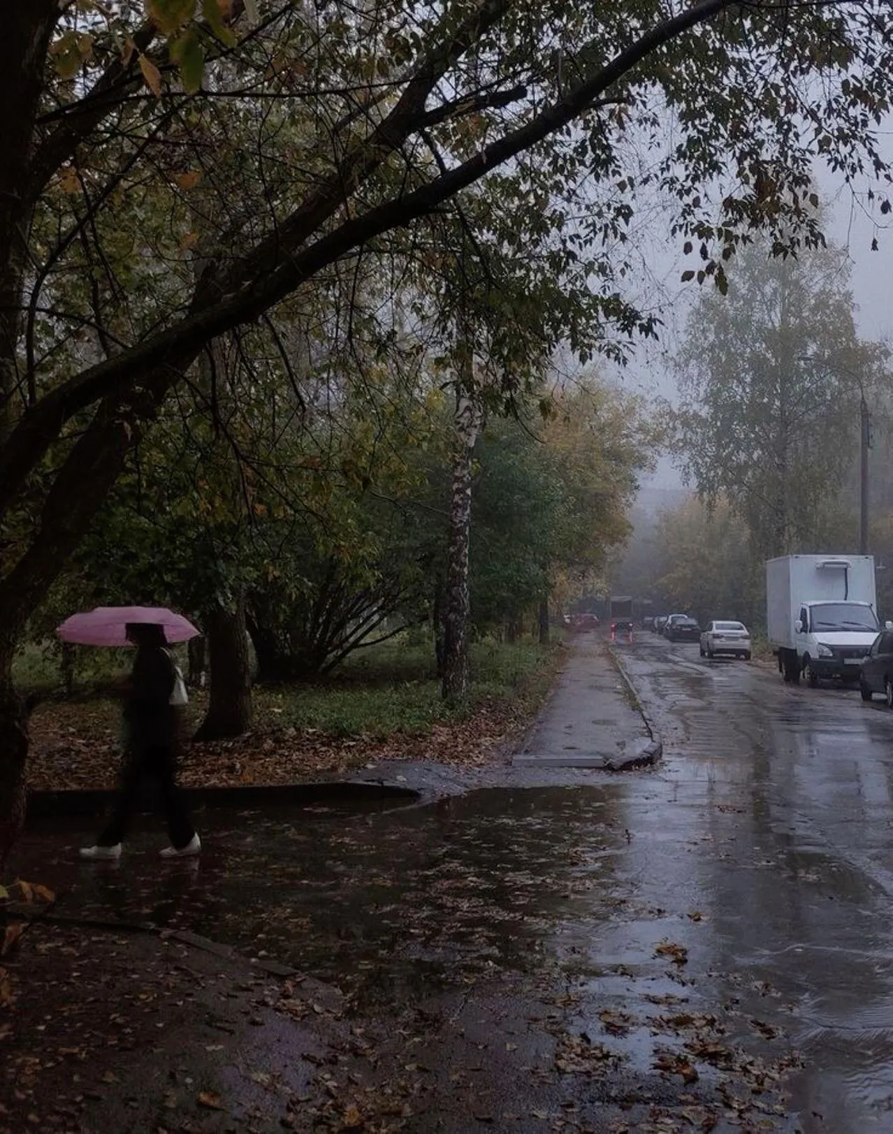 Person Walking Along Foggy Treelined Path in Rain