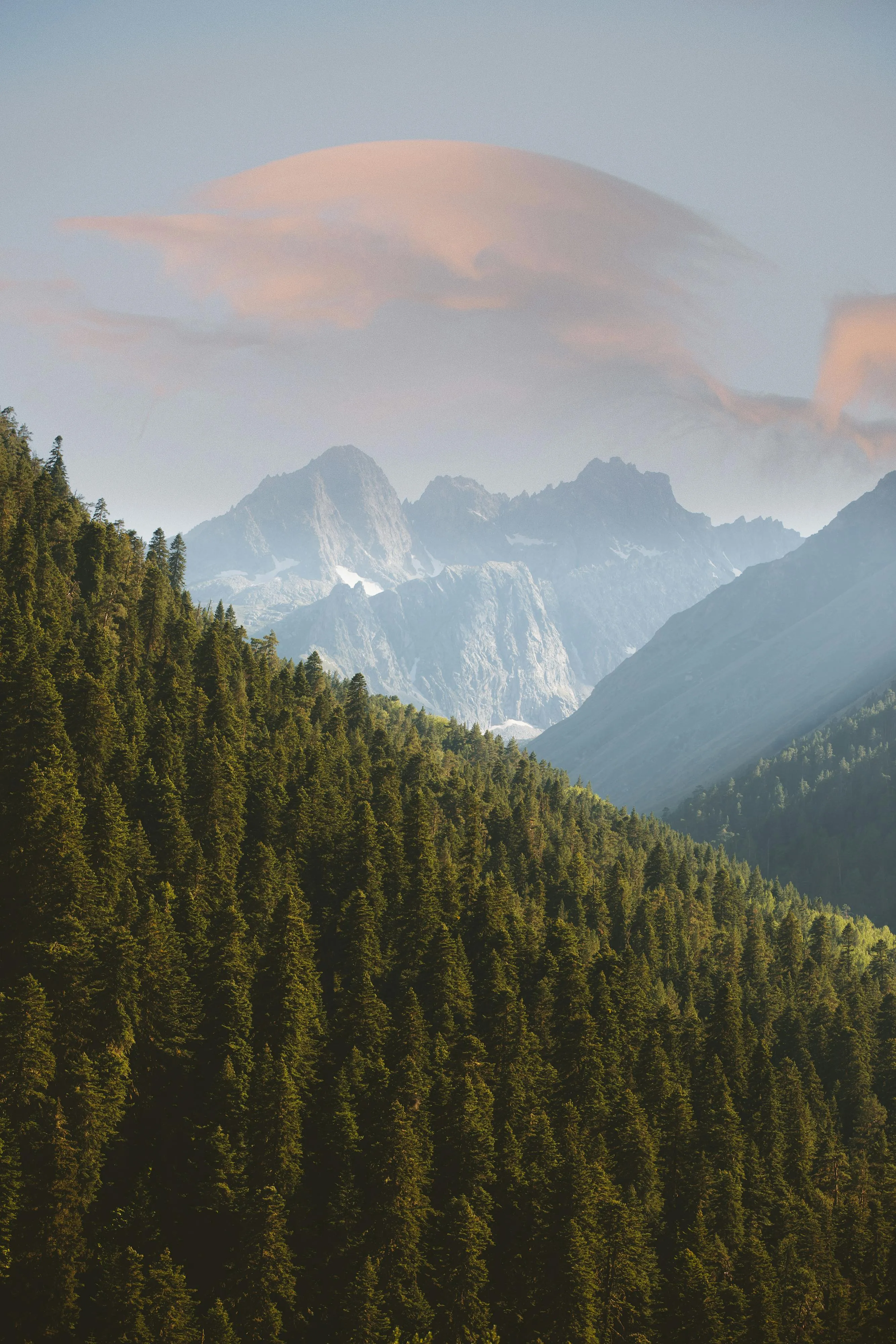 Pine Forest Below Soft Pink Clouds and Blue Mountains