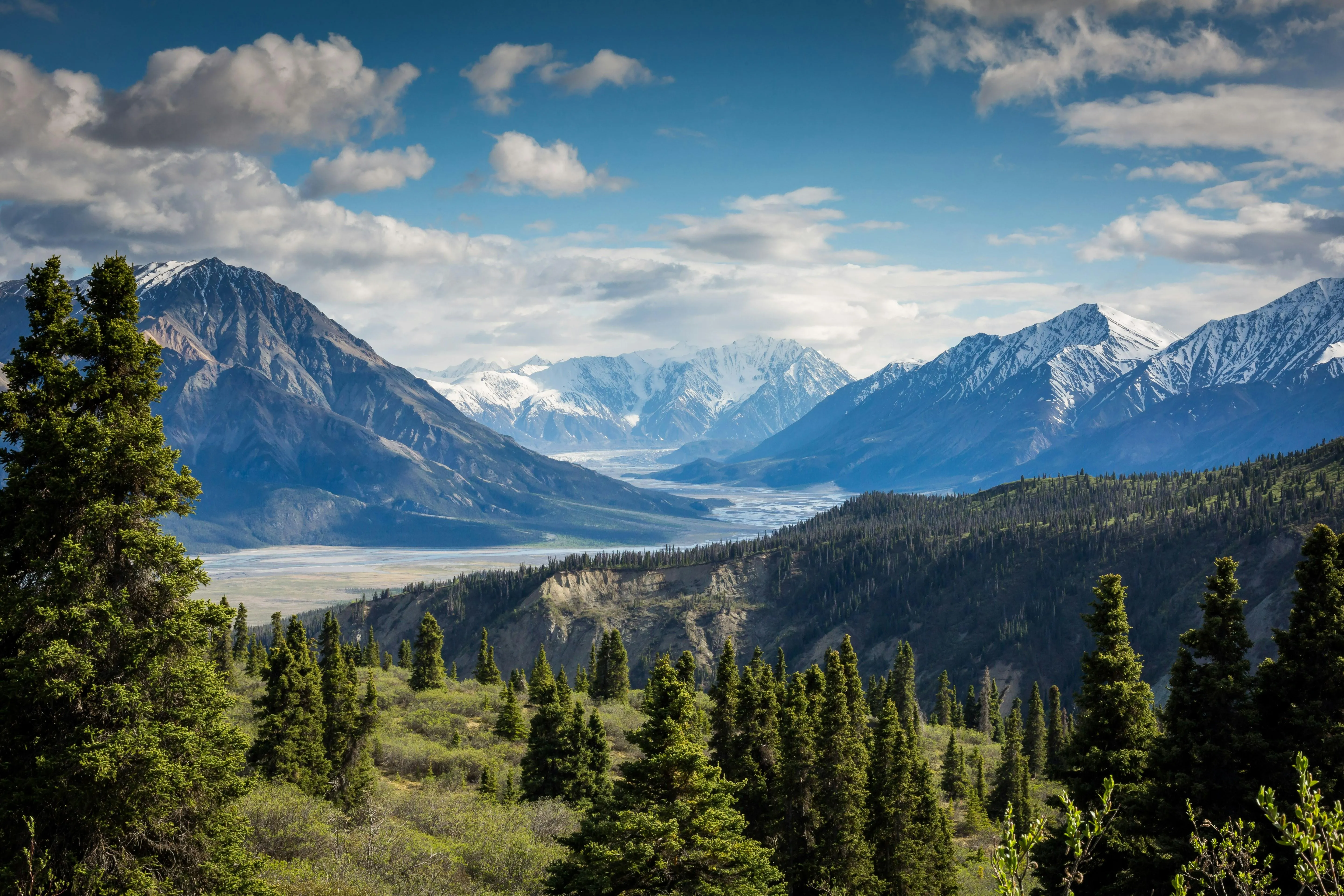 Pine Forest with Distant Mountains under Blue Sky image