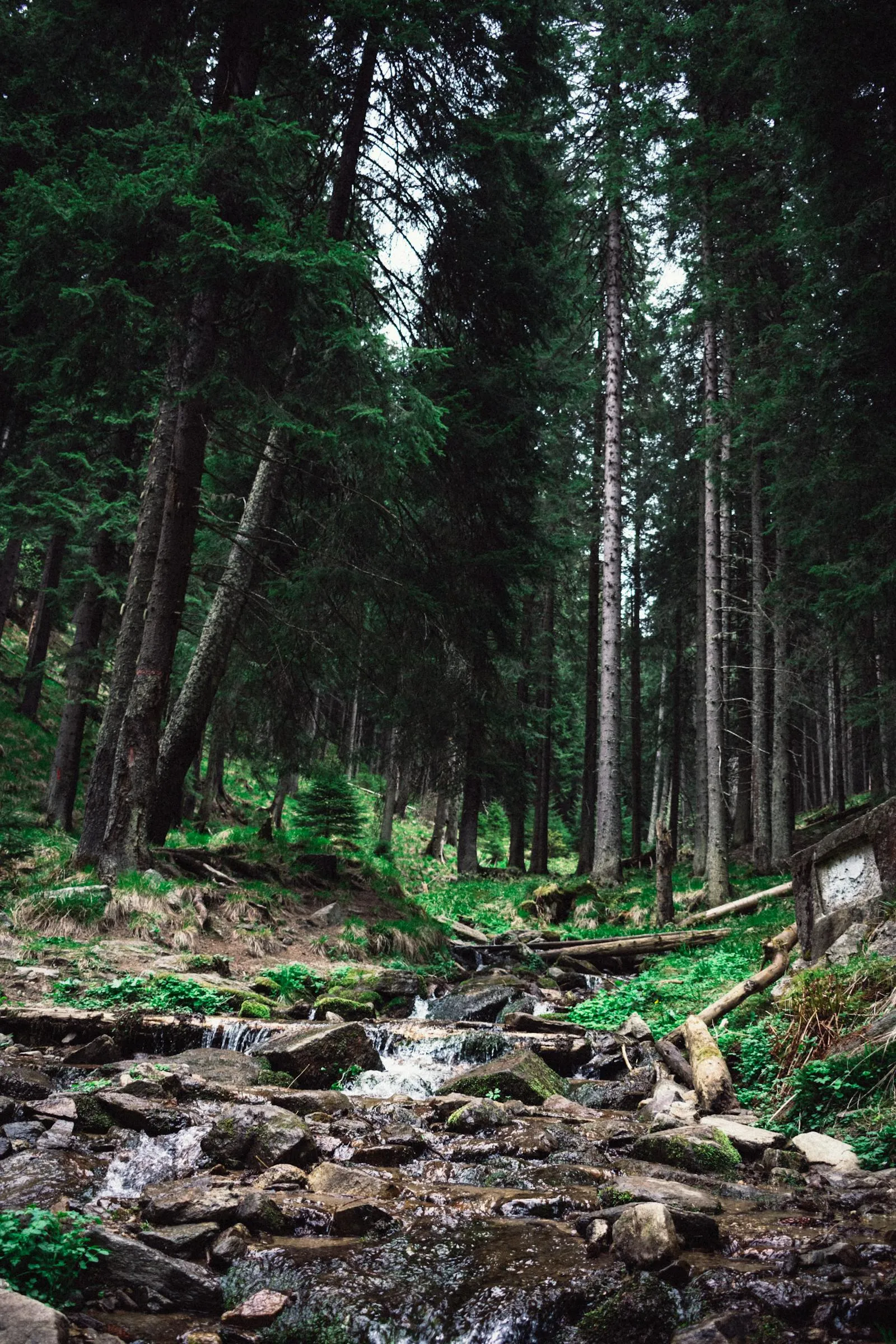 Pine Tree on a Slope Through the Dark Green Forest Floor