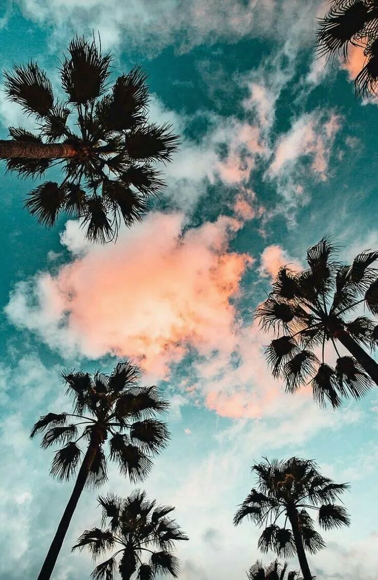 Pink Clouds Against Palm Trees on Blue Sky Background