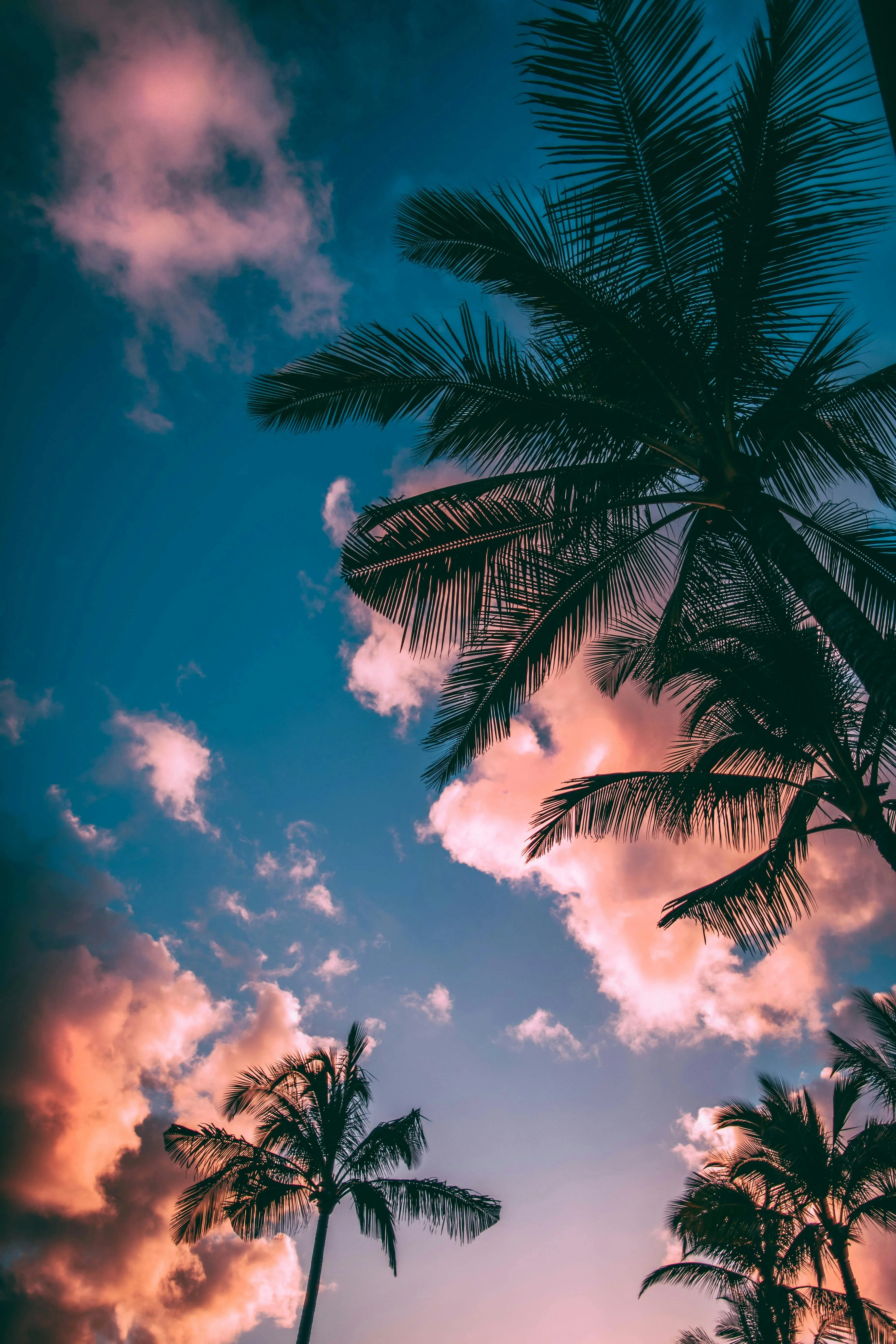 Pink Clouds Glowing at Sunset Behind Tropical Palm Trees
