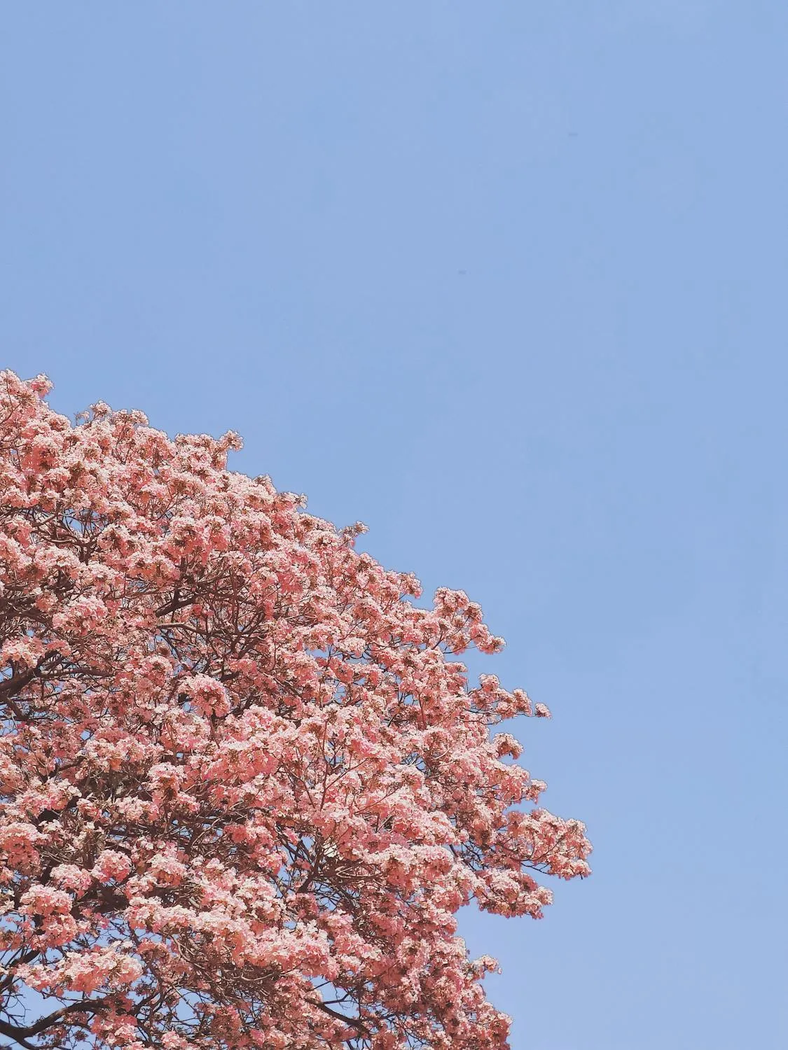 Pink Flowering Tree Against Clear Light Blue Sky Image 4K