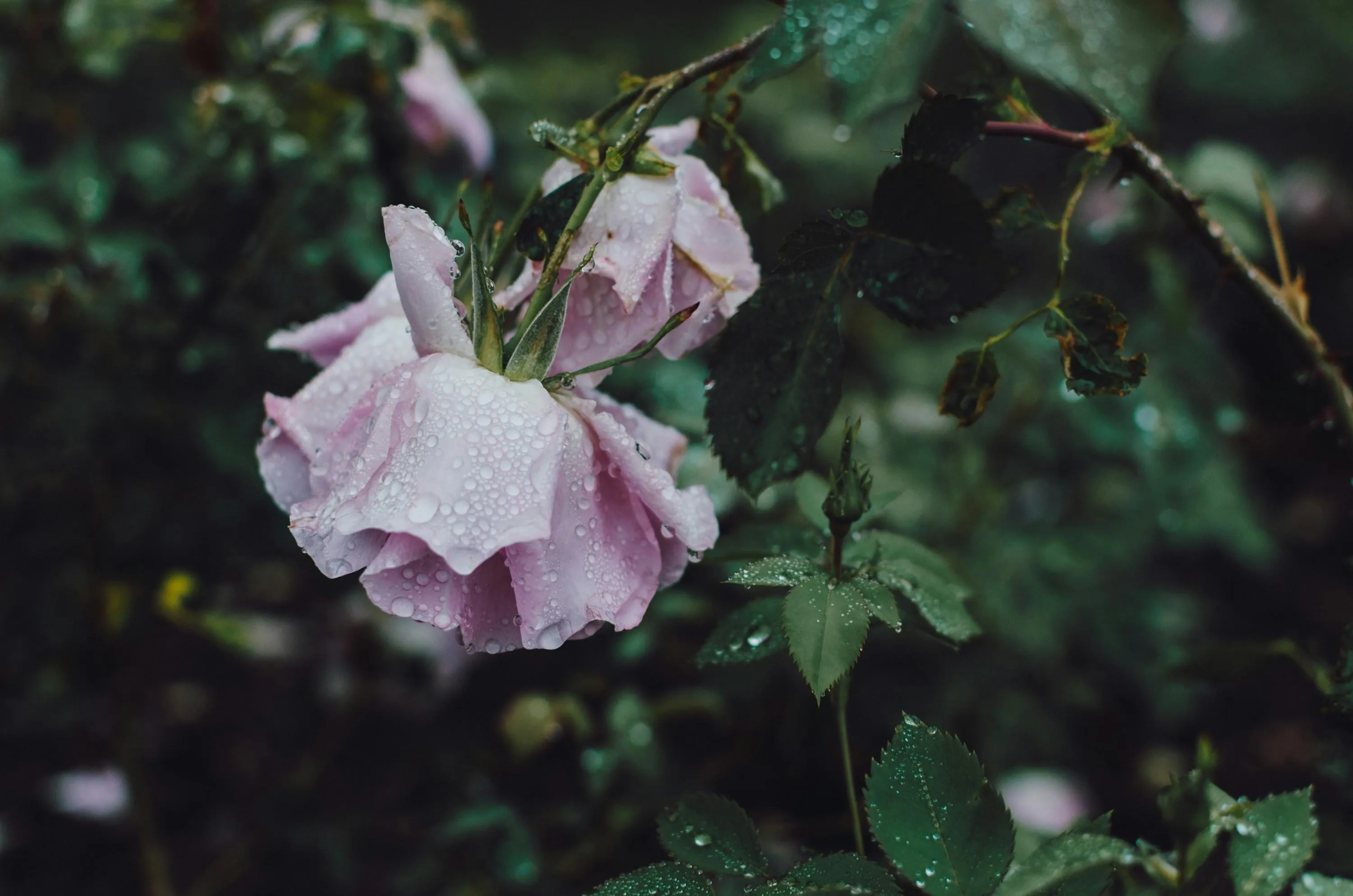 Pink Flowers Covered with Raindrops in Garden Scene