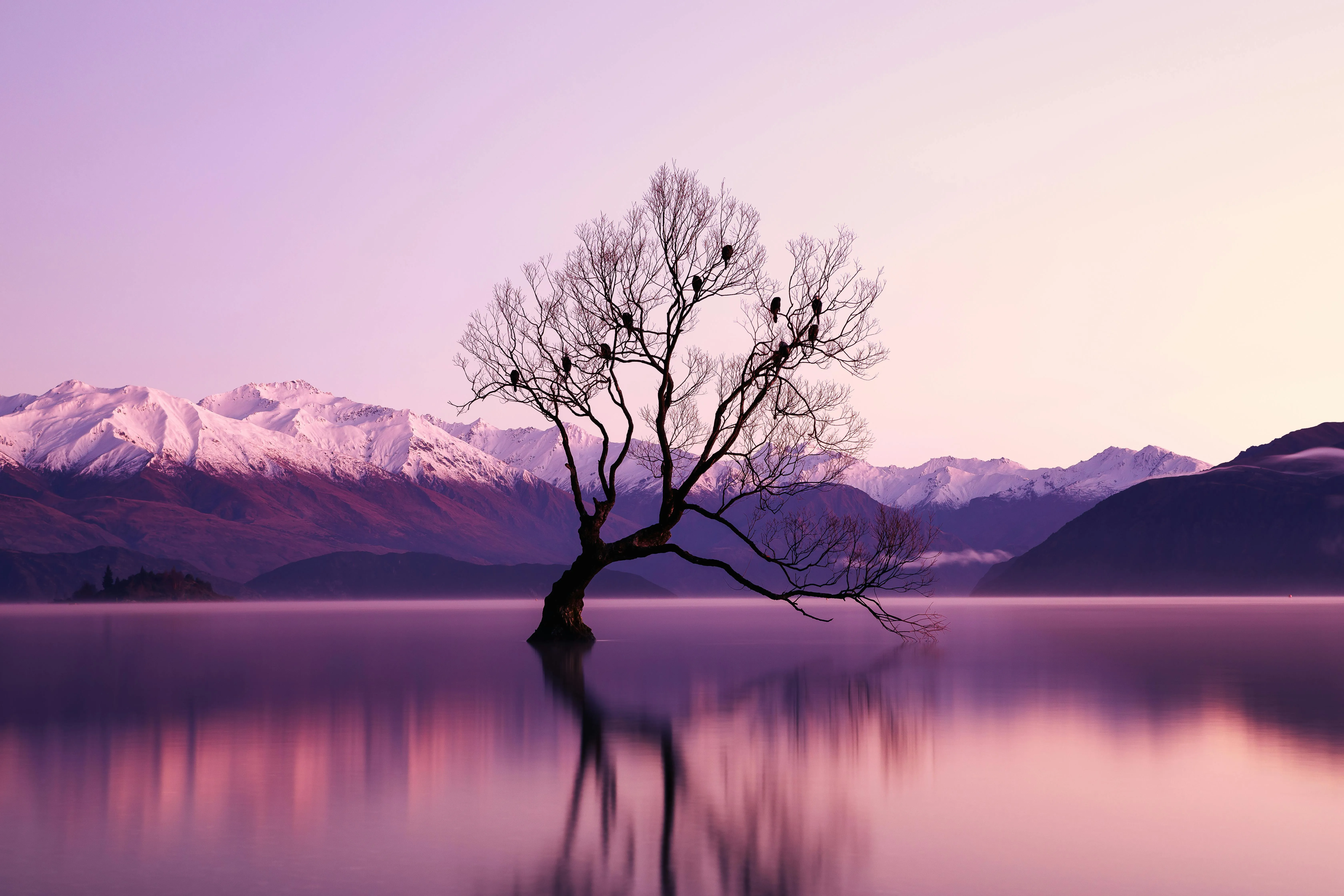 Pink Sky Over Tree Reflected in Calm Lake Free Wallpaper