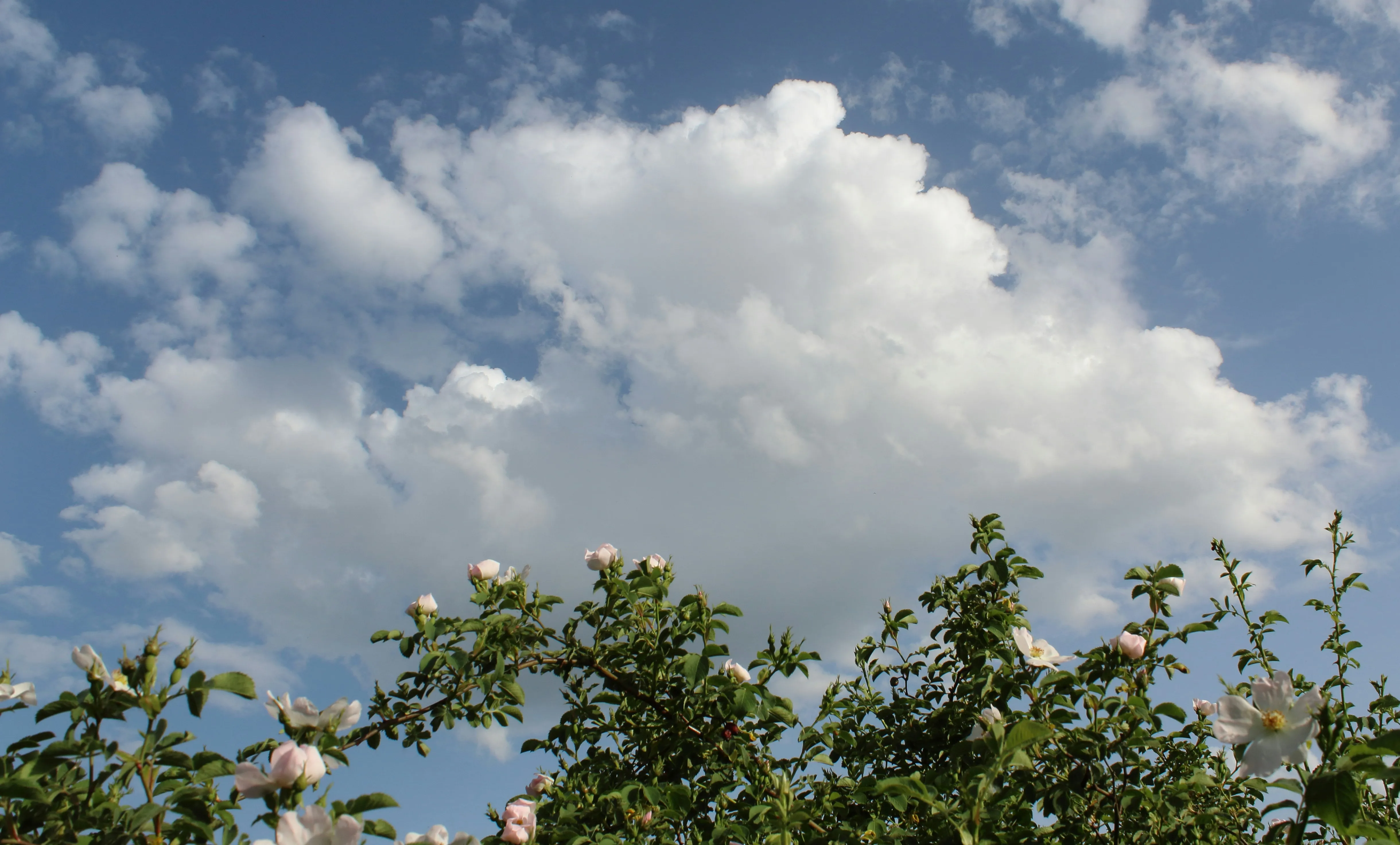 Puffy Clouds Floating Above Spring Trees in Morning Light