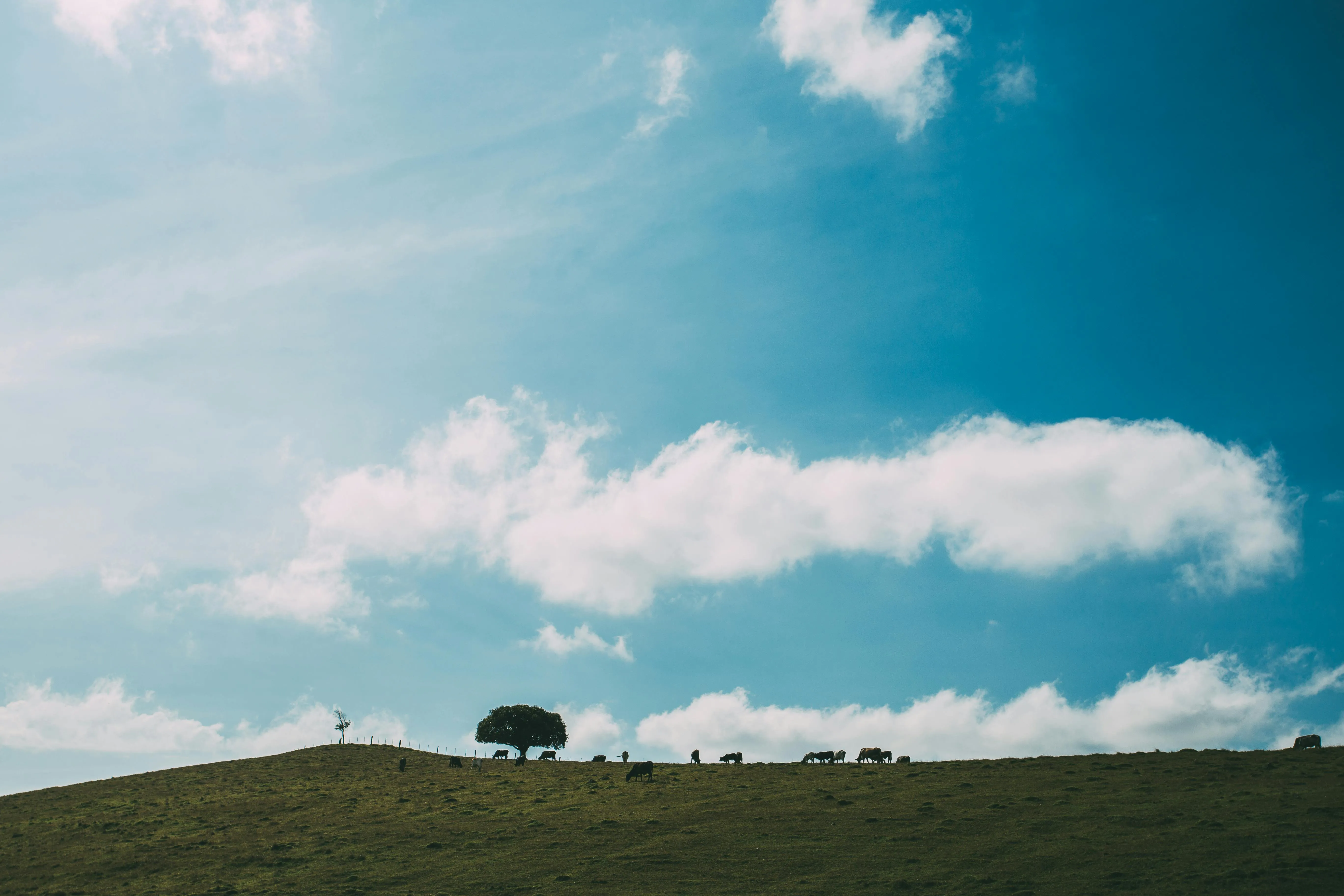 Puffy Clouds Floating Over Bright Blue Sky Wallpaper 4K