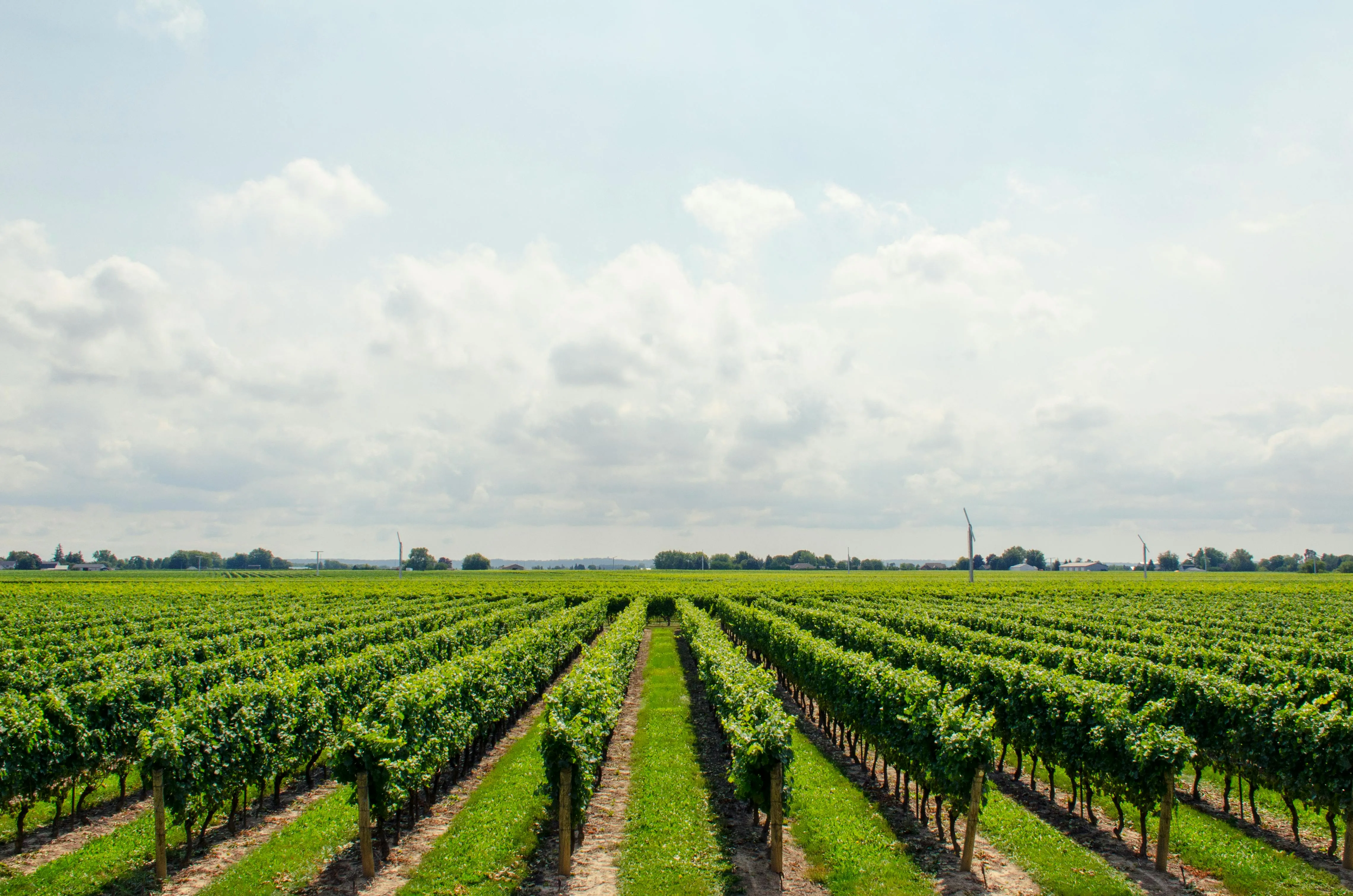 Puffy White Clouds Above Lush Green Agricultural Fields