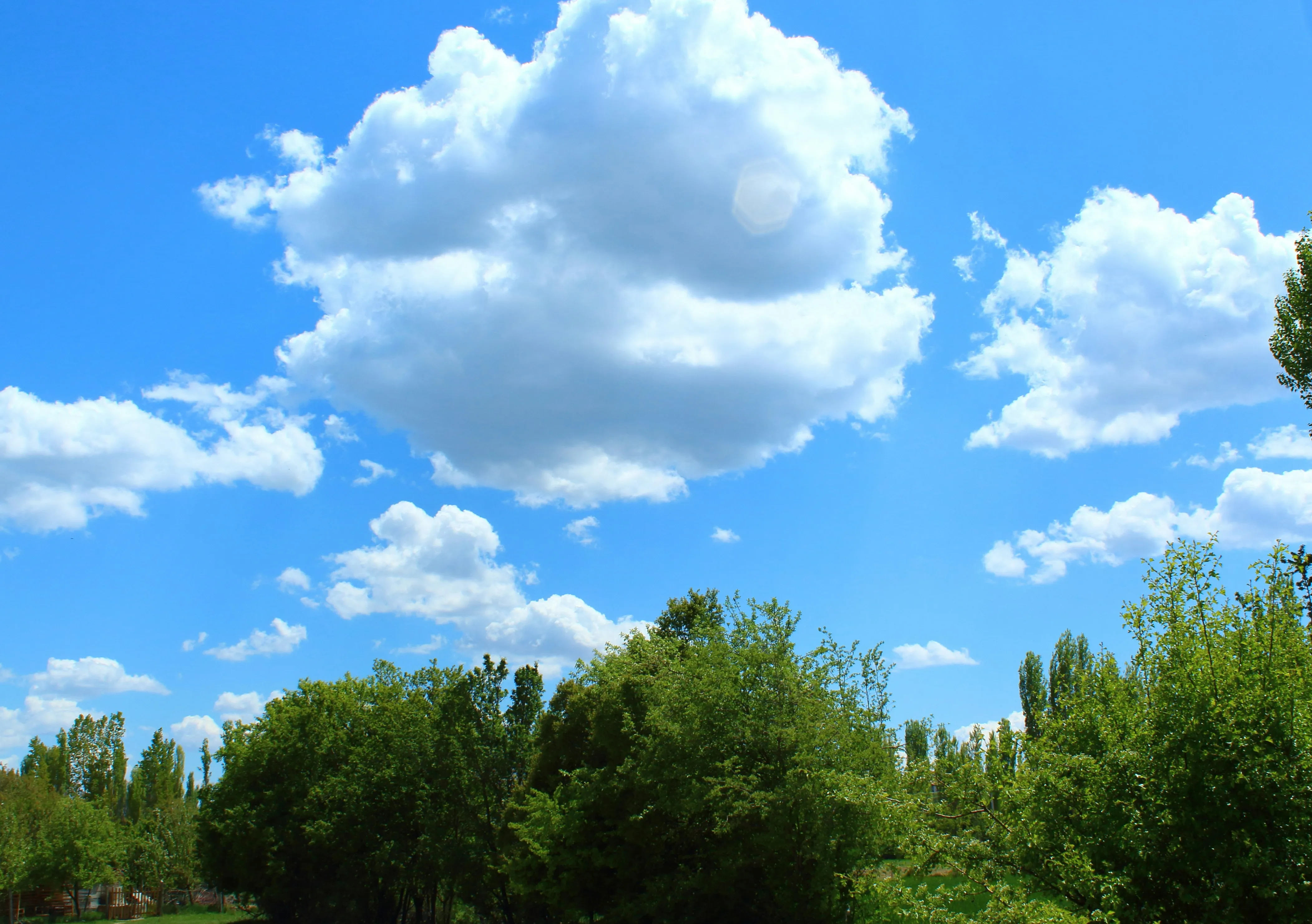 Puffy White Clouds Above Lush Green Trees on Sunny Day