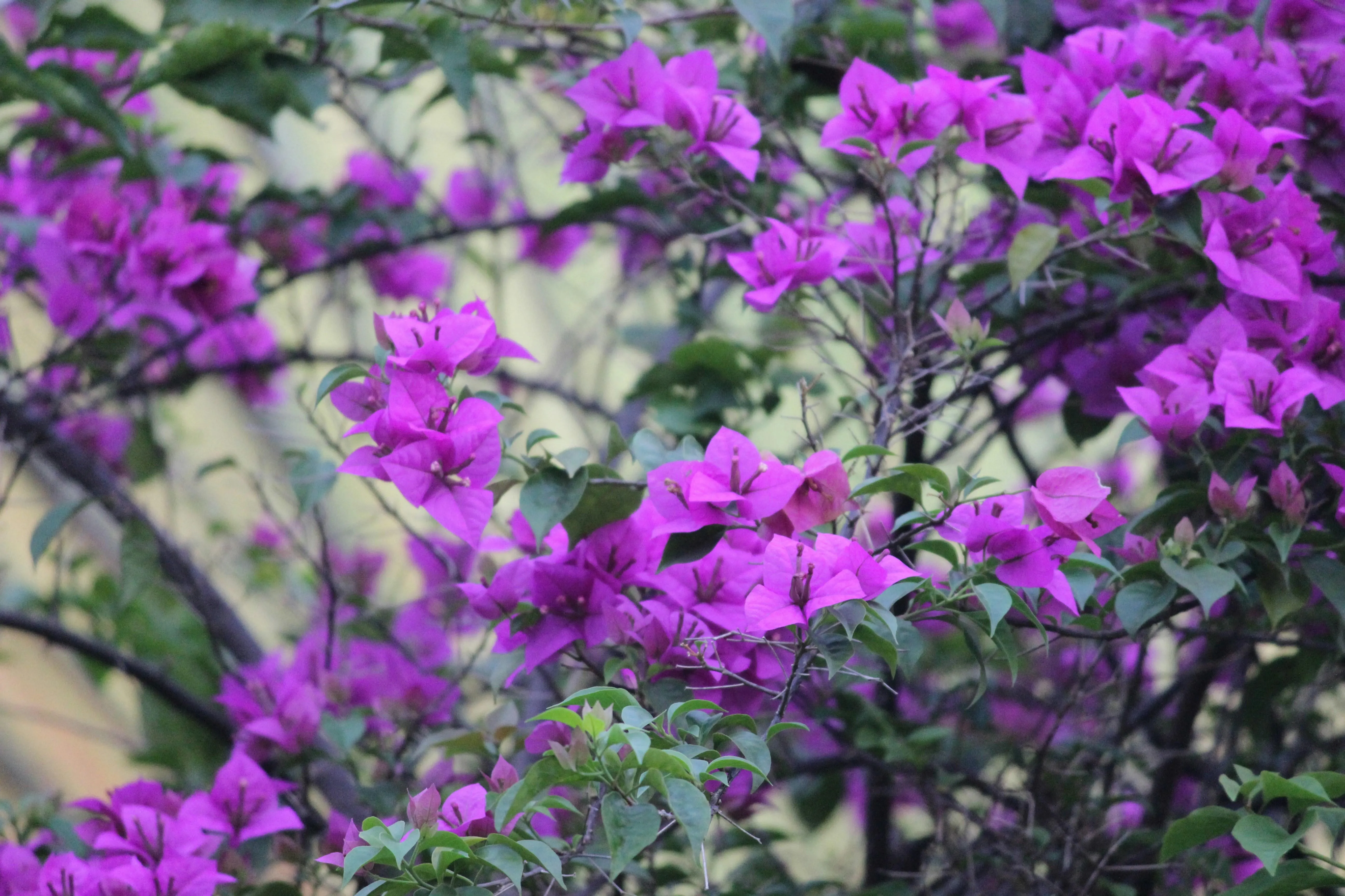 Purple flowers blooming in spring garden Wallpaper