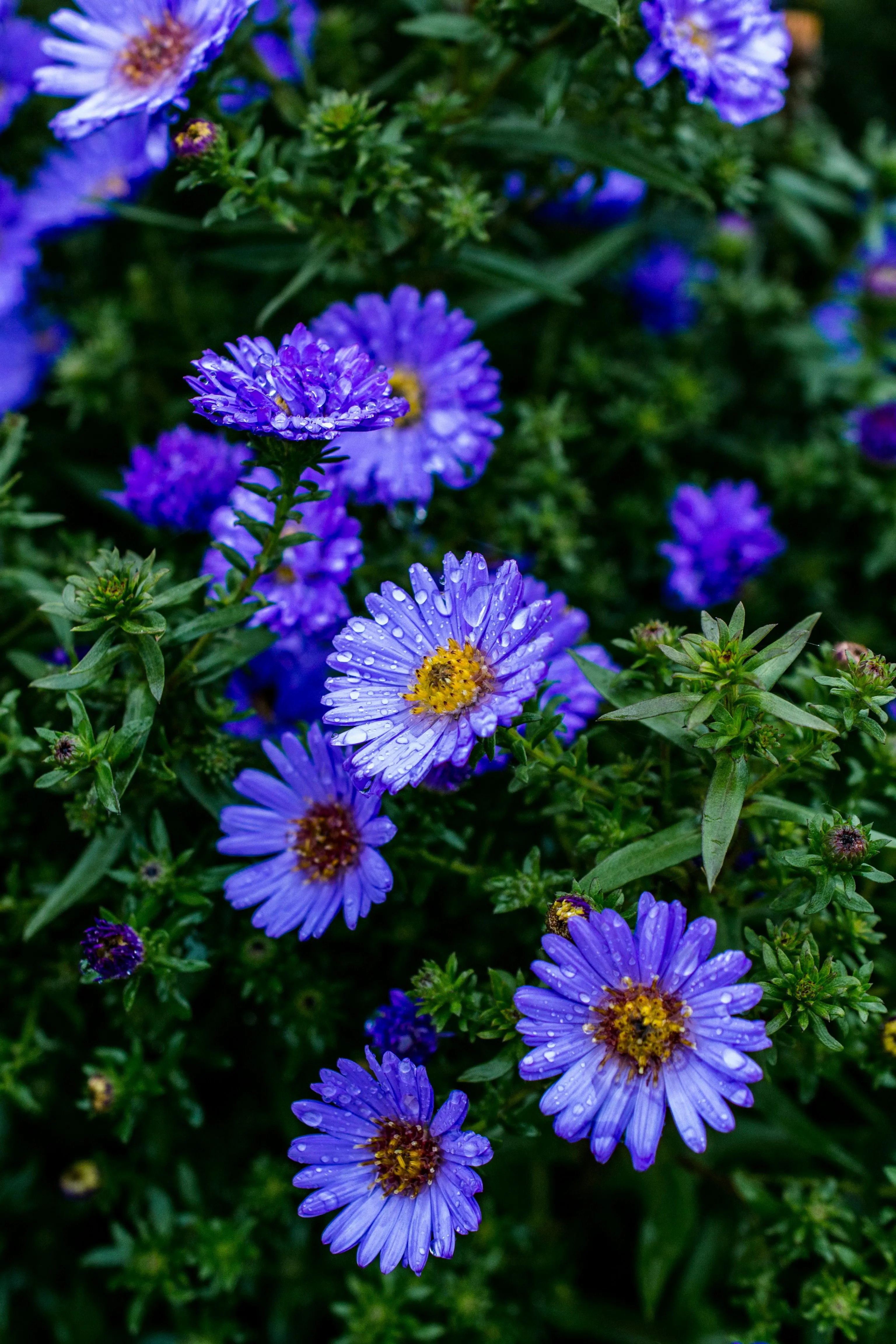 Purple Flowers Brightened By Raindrops After Rain Wallpaper