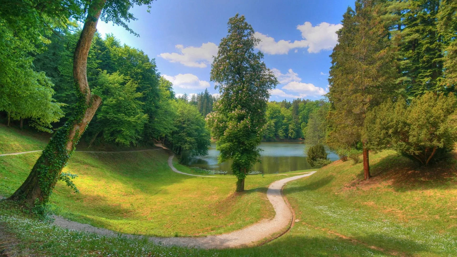 Quiet country road lined with green trees and blue sky