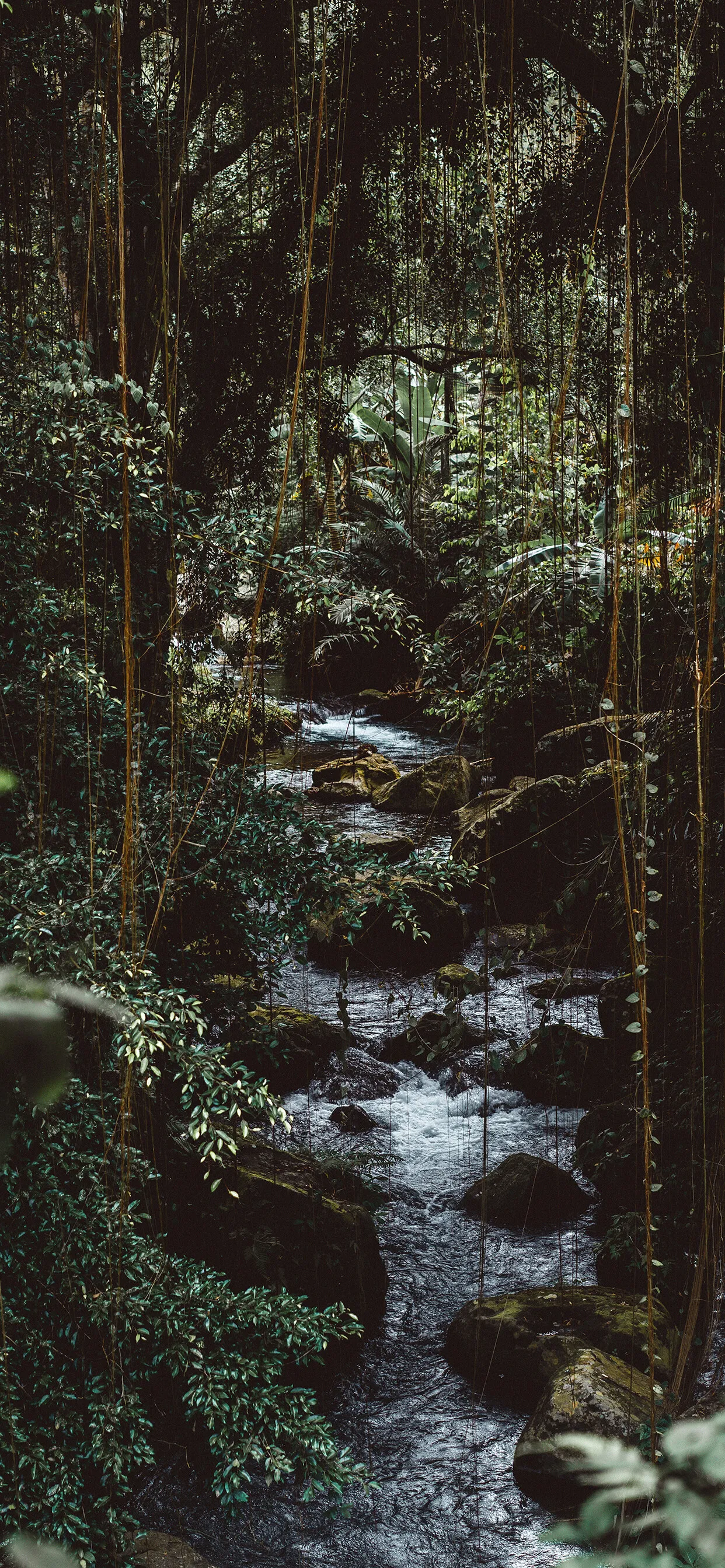 Quiet Forest Stream Flowing Through Dark Leafy Wilderness