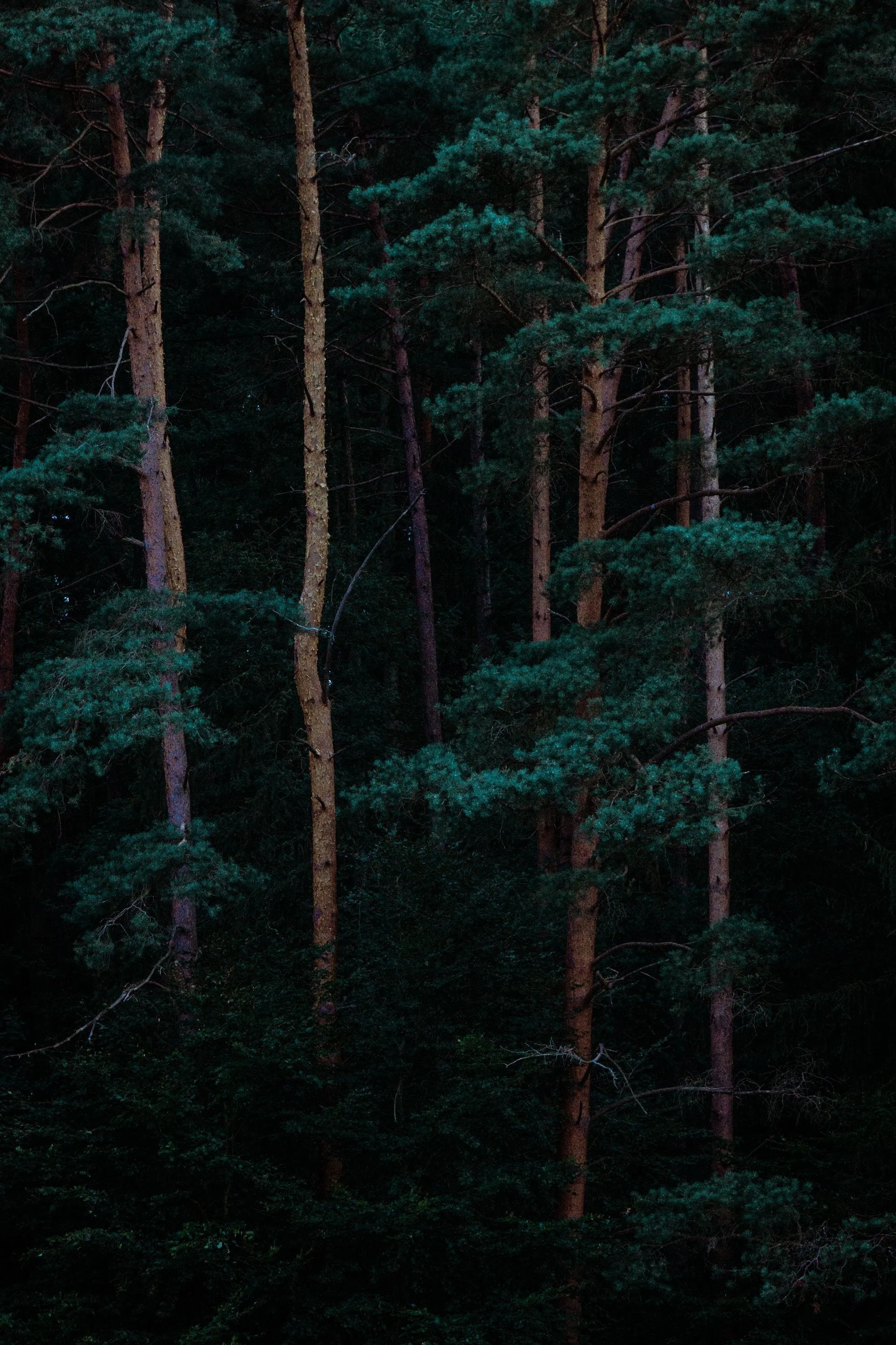 Quiet Forest with Thin Trees and Moody Low Lighting