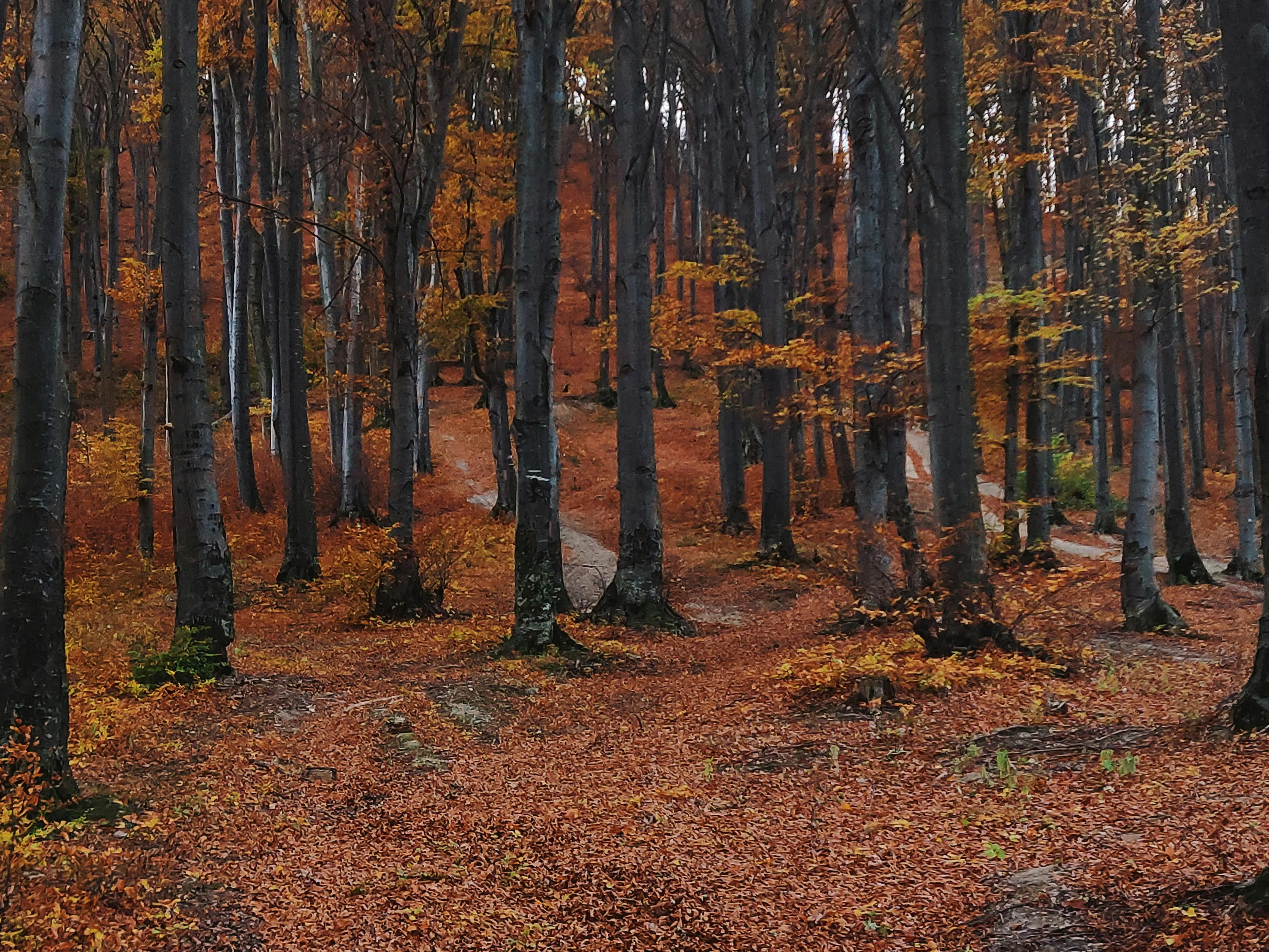 Quiet Forest Trail with Fallen Leaves Covering the Ground