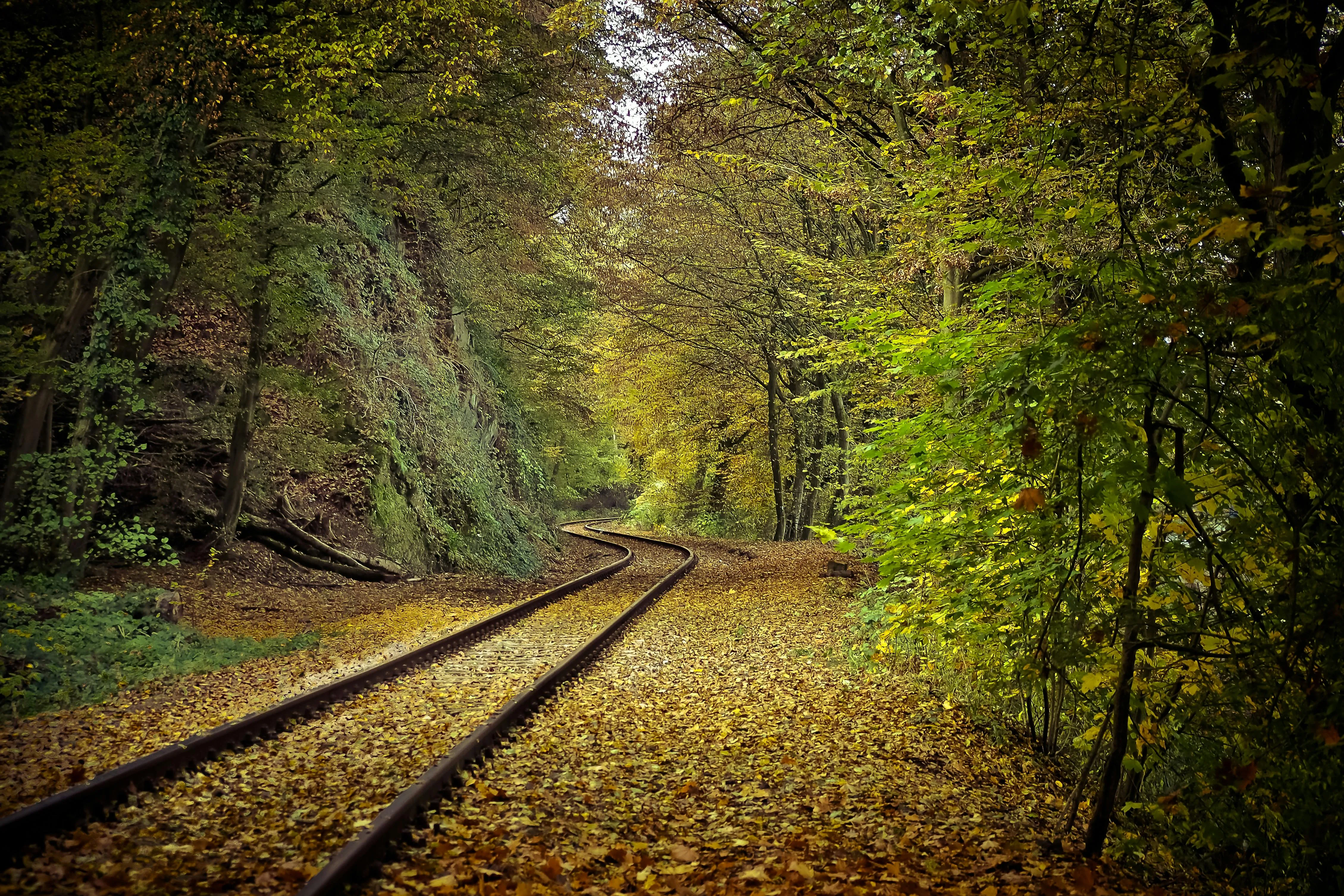 Railroad Track Winding Through Thick Green Forest in Autumn