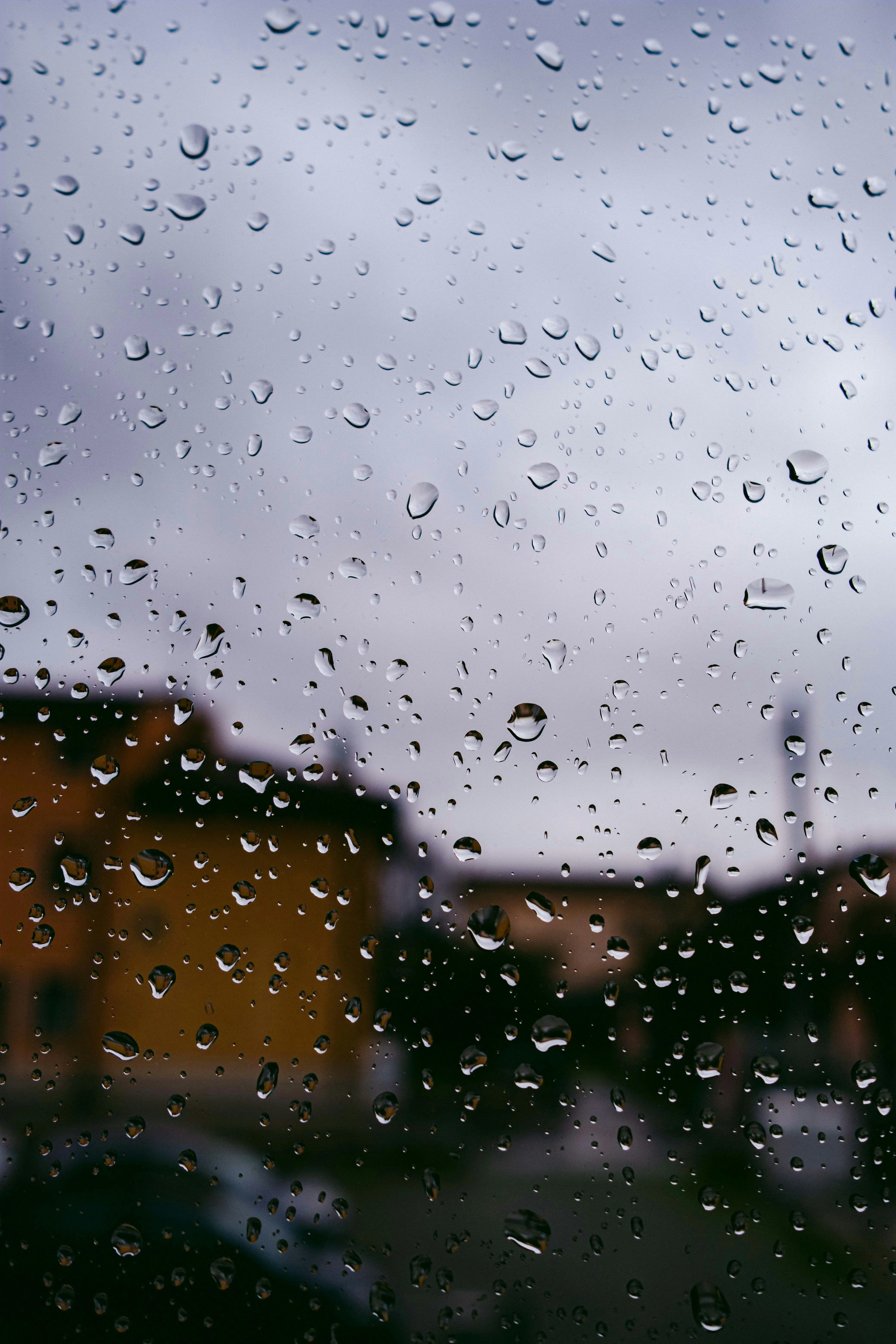 Rain Falling on Colorful Garden Flowers in Bloom Image