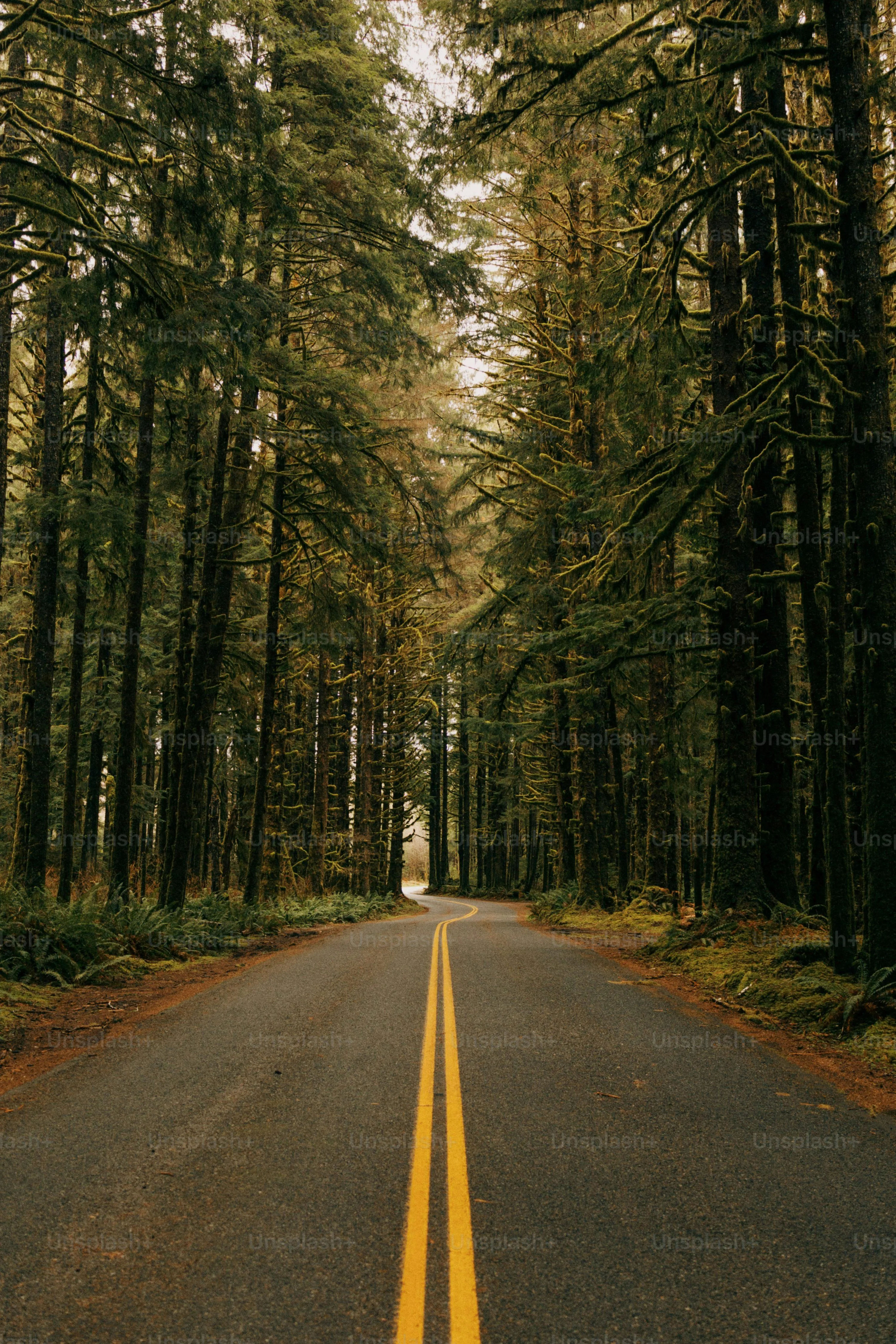 Rain Falling on Forest Road with Tall Trees Around