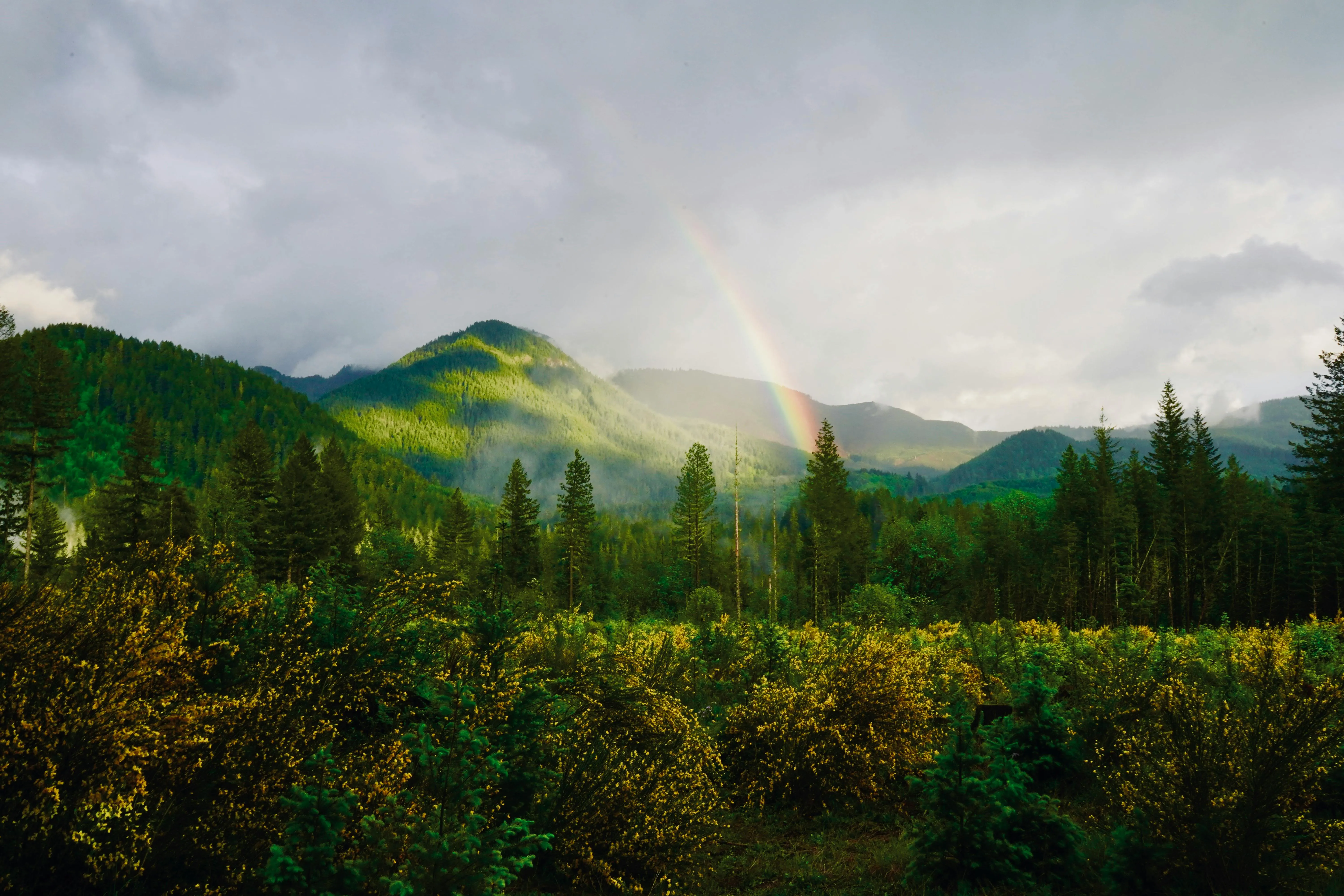 Rainbow Above Green Hills in Scenic Forest Valley Wallpaper