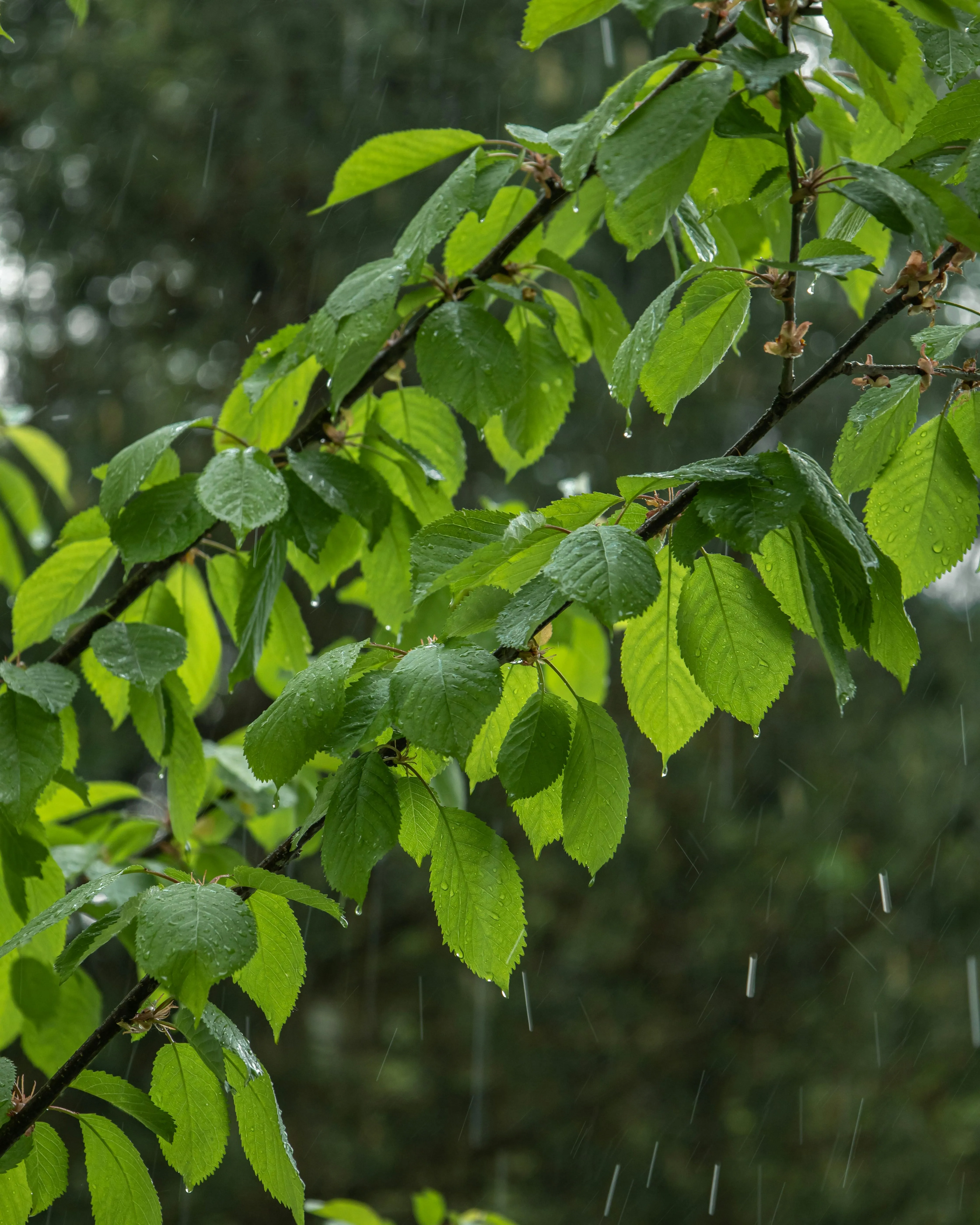 Raindrops Falling Gently on Bright Green Leaves Wallpaper