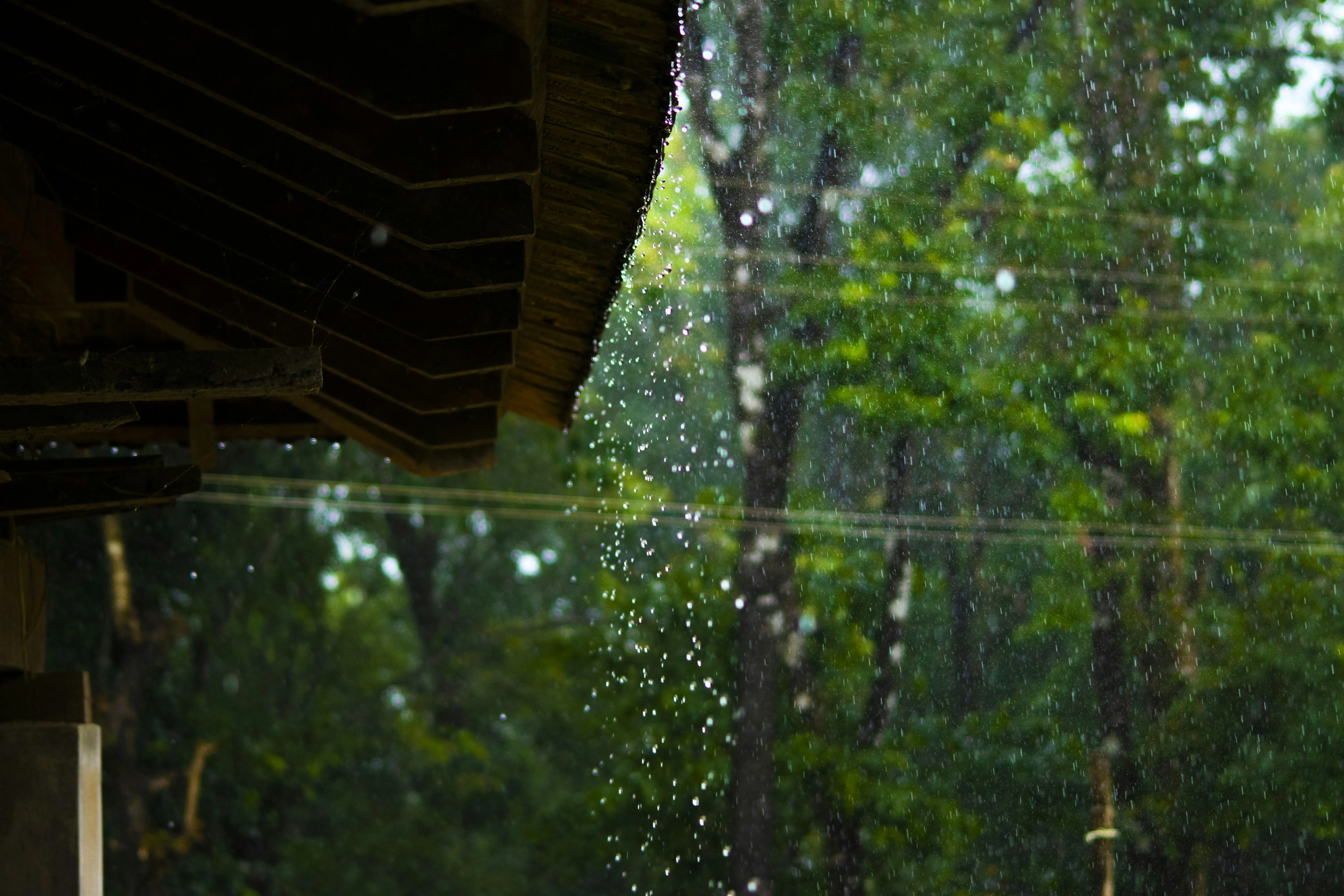 Raindrops Falling on Large Leaves in Forest Setting