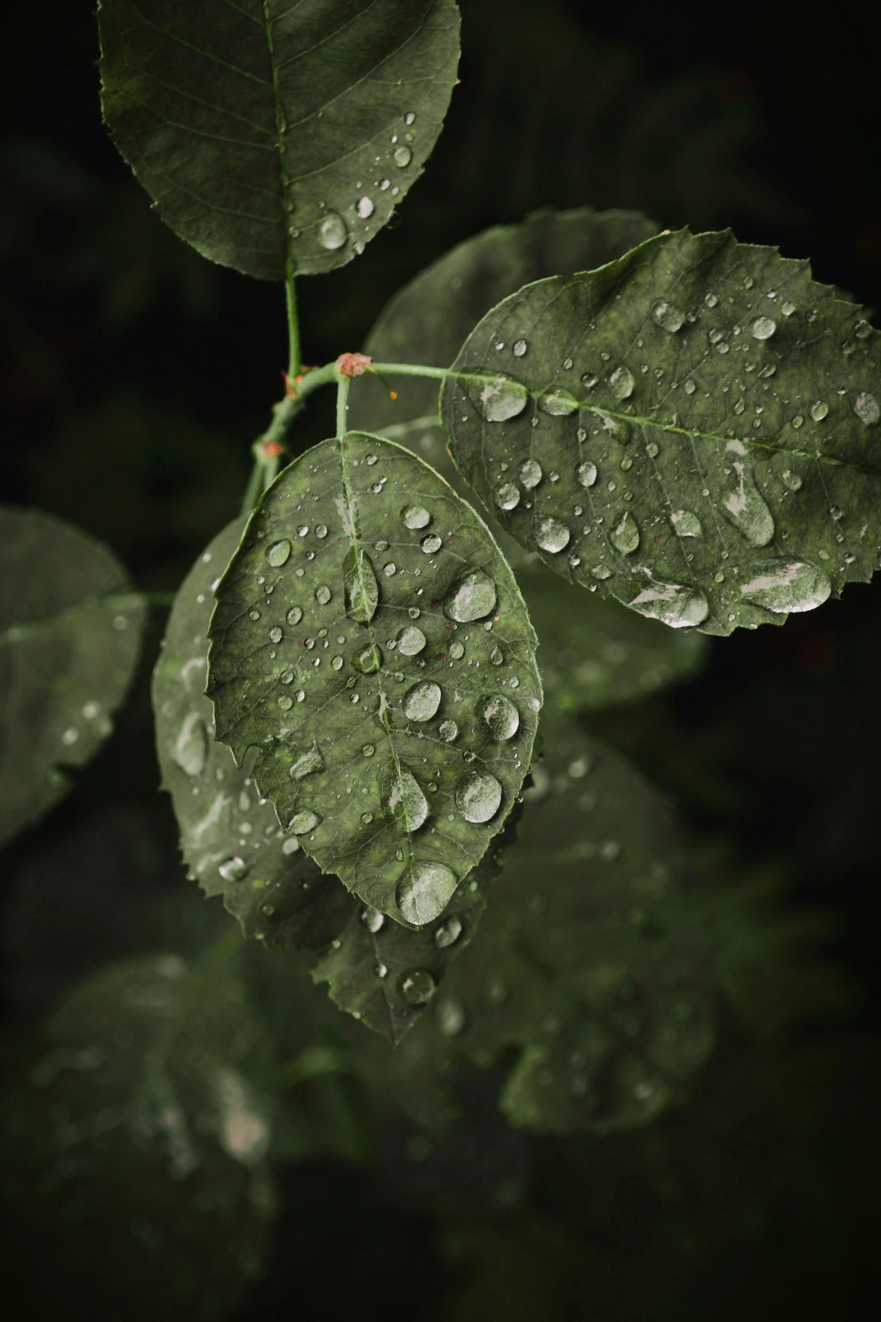 Raindrops on a Green Leaf with Visible Veins Wallpaper