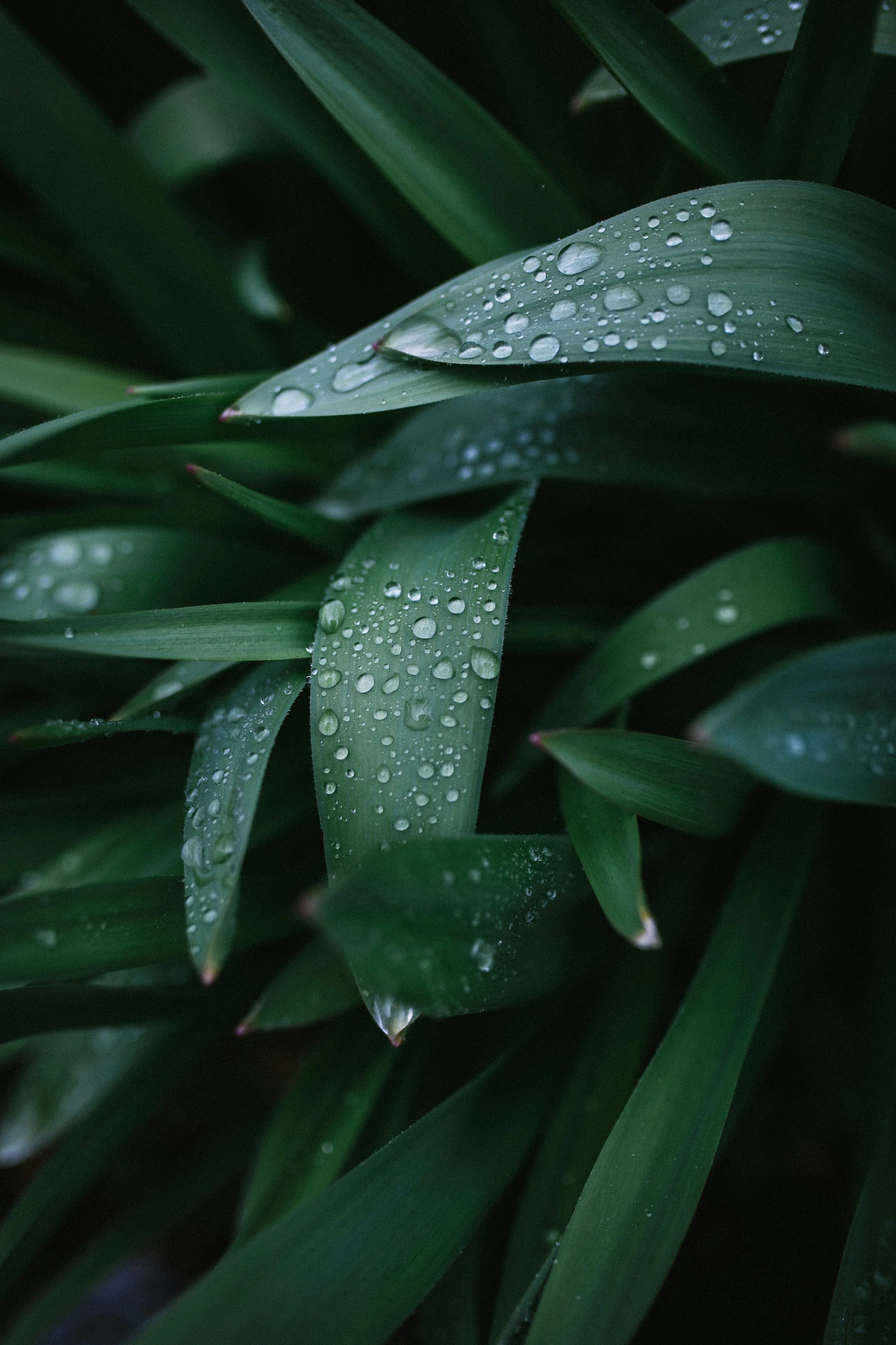 Rainfall Hitting Leafy Plant Under Soft Light Wallpaper