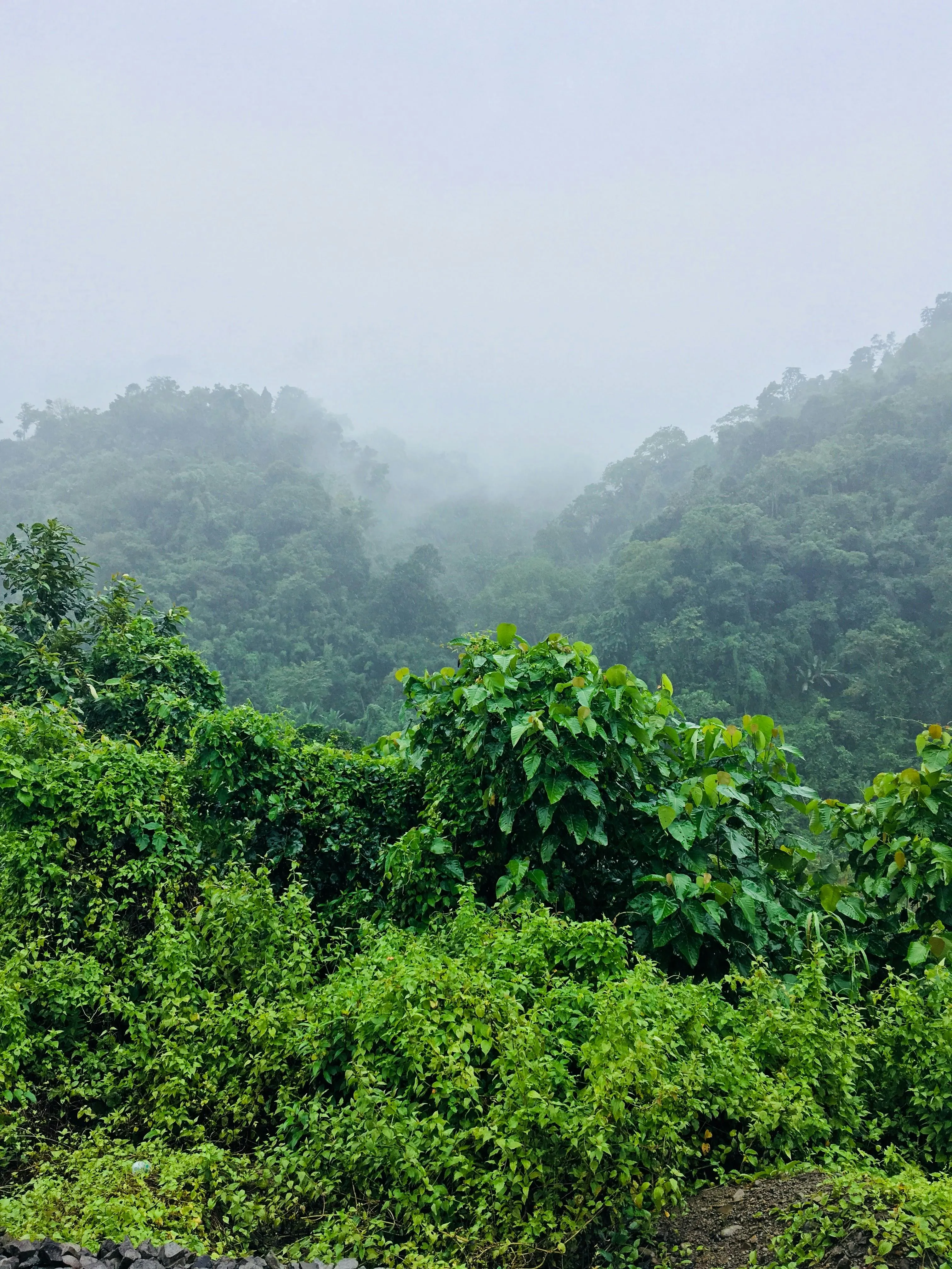 Rainforest Hills Covered in Mist and Lush Green Plants